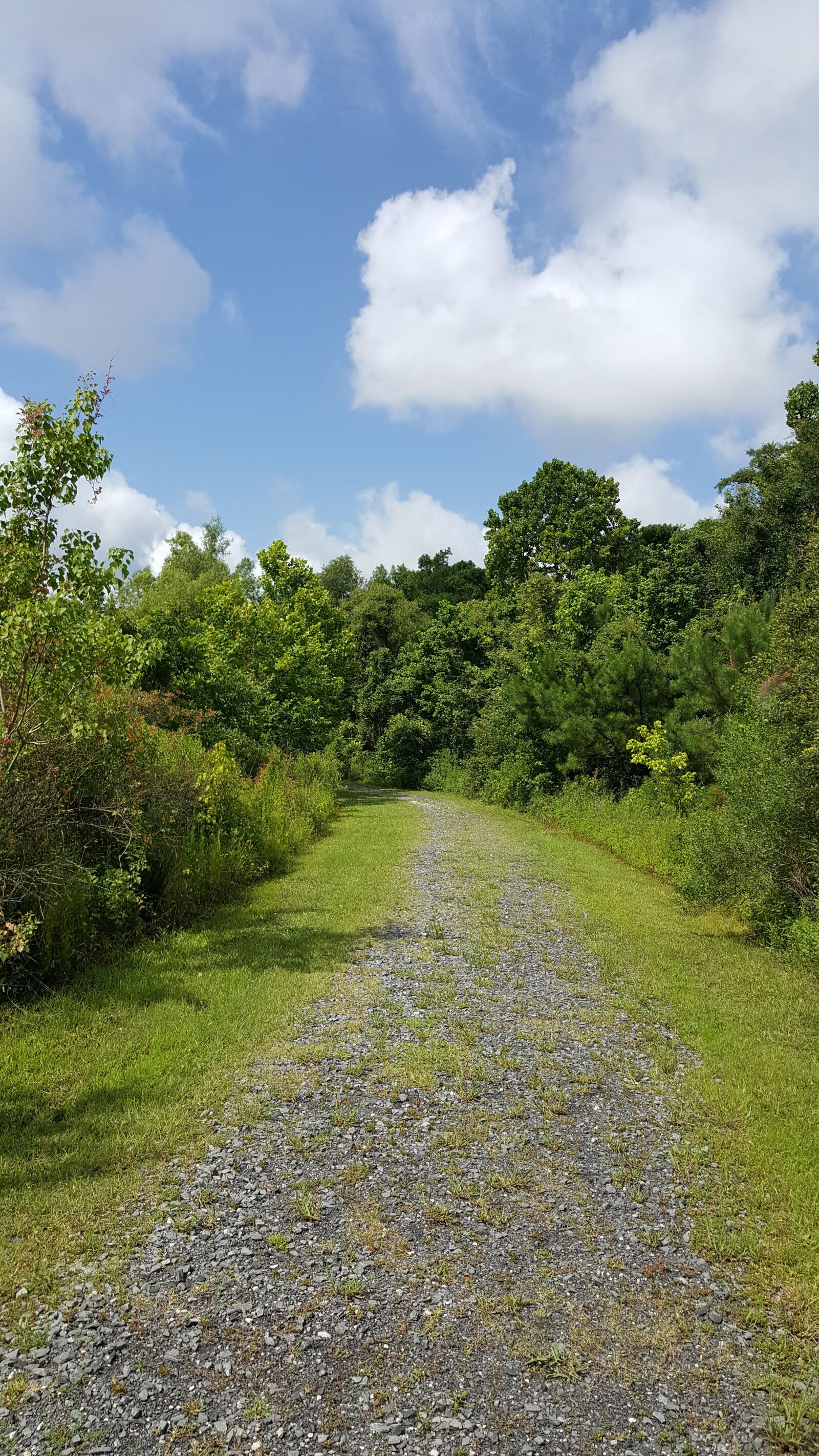 Samsung GALAXY S6 edge sample photo. Conservation area, trees, nature photography