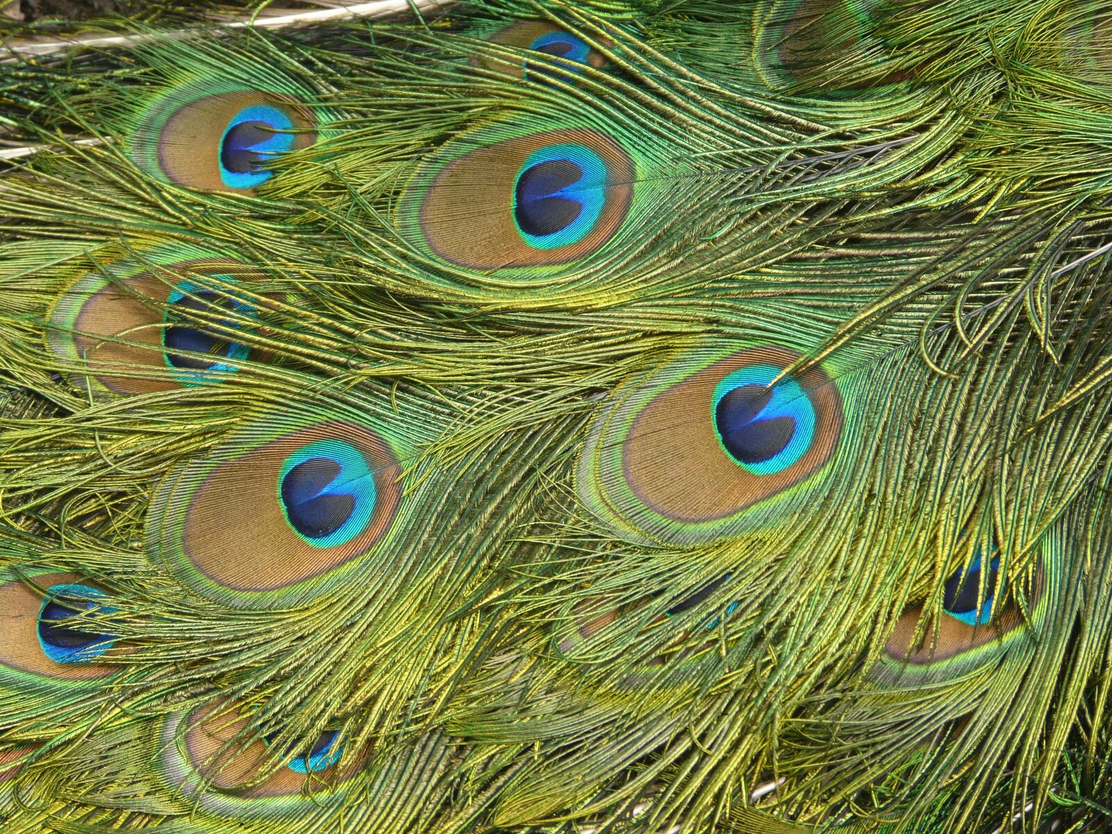 Panasonic DMC-FZ18 sample photo. Peacock, peacock feathers, color photography