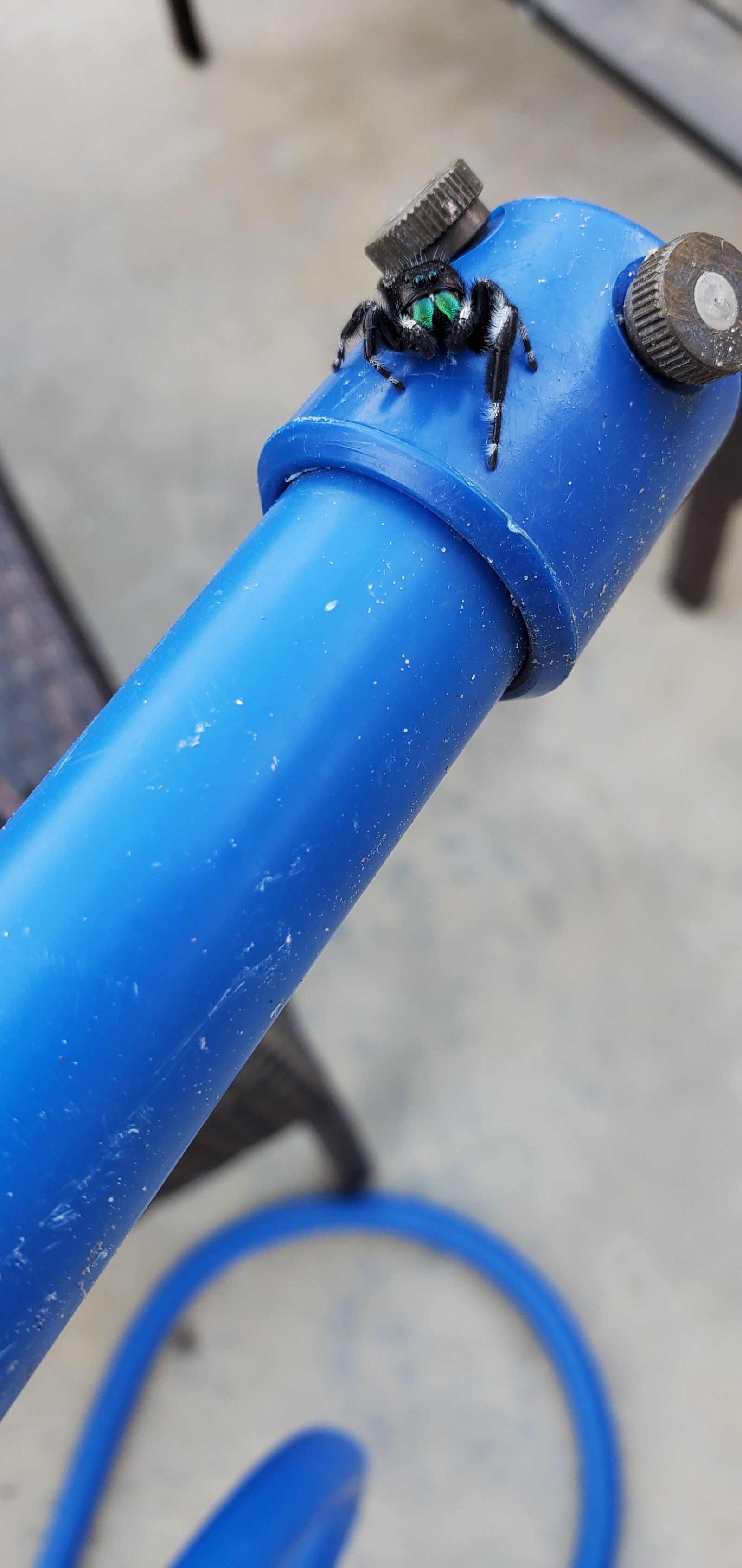 Samsung Galaxy S10+ sample photo. Spider, photo, outdoors photography