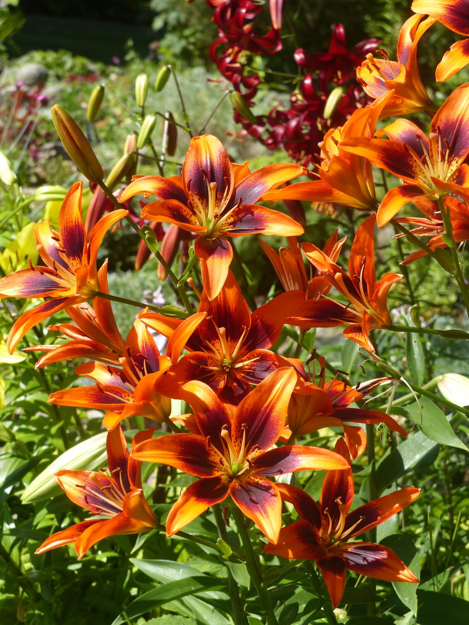 Panasonic Lumix DMC-FZ200 sample photo. Lilies, orange, green photography