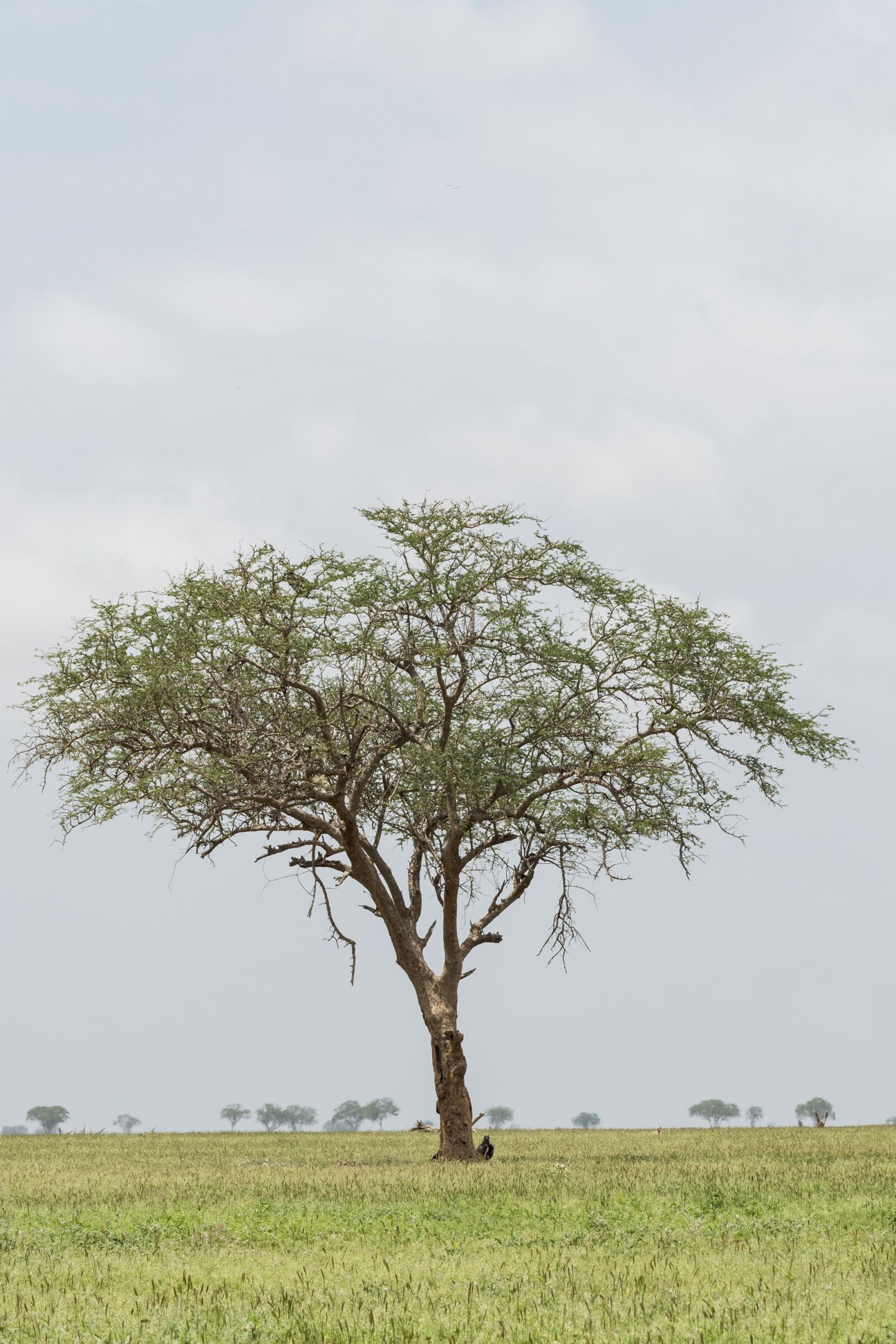 Nikon D5500 sample photo. Nature, tree, landscape photography