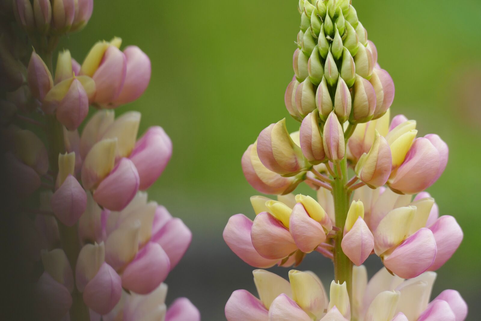 Leica V-Lux (Typ 114) sample photo. Lupine, lupinus, flower photography