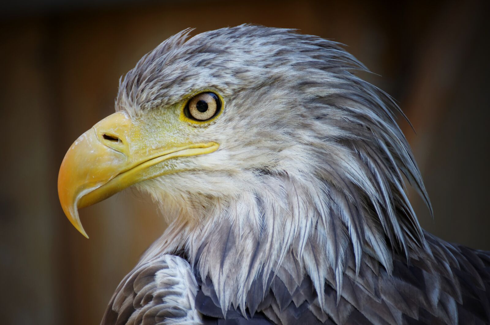 Canon EOS 600D (Rebel EOS T3i / EOS Kiss X5) sample photo. Eagle, portrait, bird photography