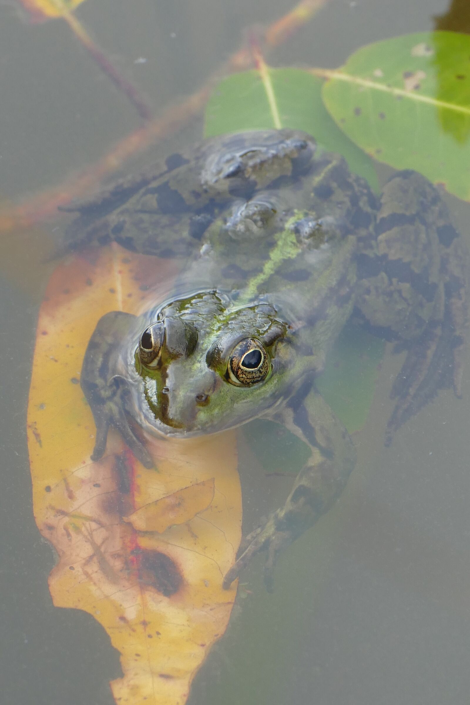 Panasonic Lumix DMC-FZ1000 sample photo. Frog, pond, water photography