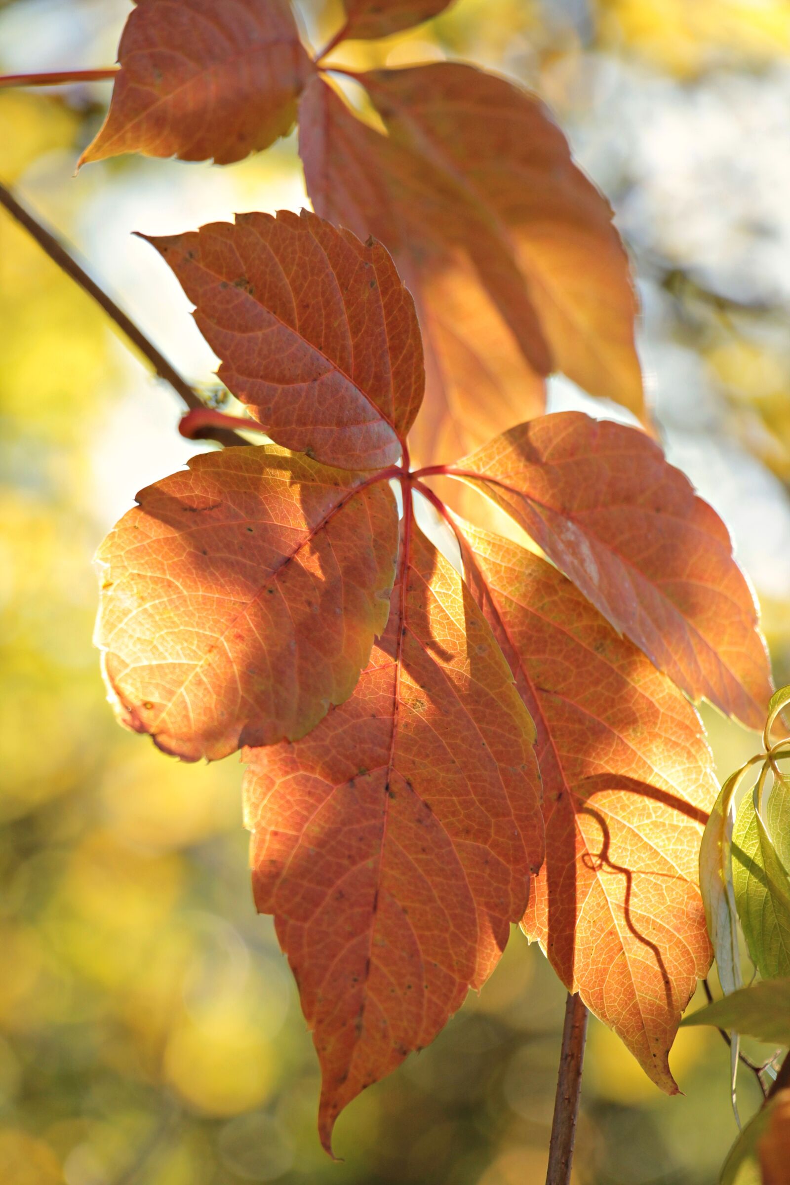 Canon EOS 550D (EOS Rebel T2i / EOS Kiss X4) sample photo. Fall leaves, autumn, mood photography