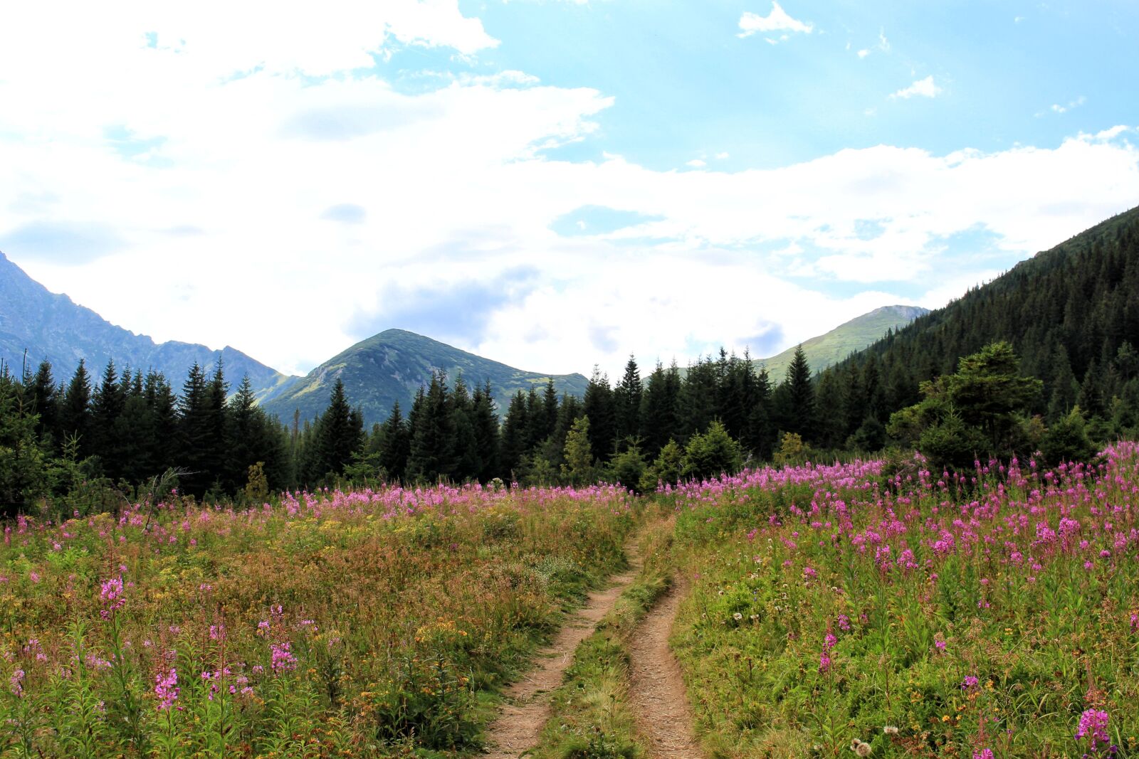 Canon EOS 700D (EOS Rebel T5i / EOS Kiss X7i) sample photo. Tatry, way, flowers photography