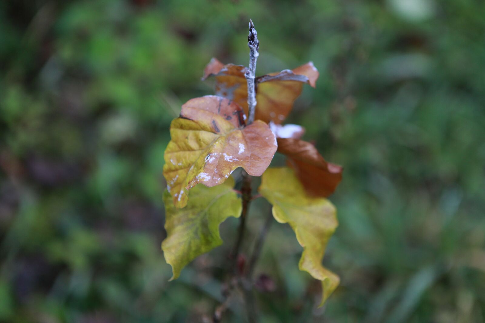 Canon EOS 5D Mark II sample photo. Forest, wild, nature photography