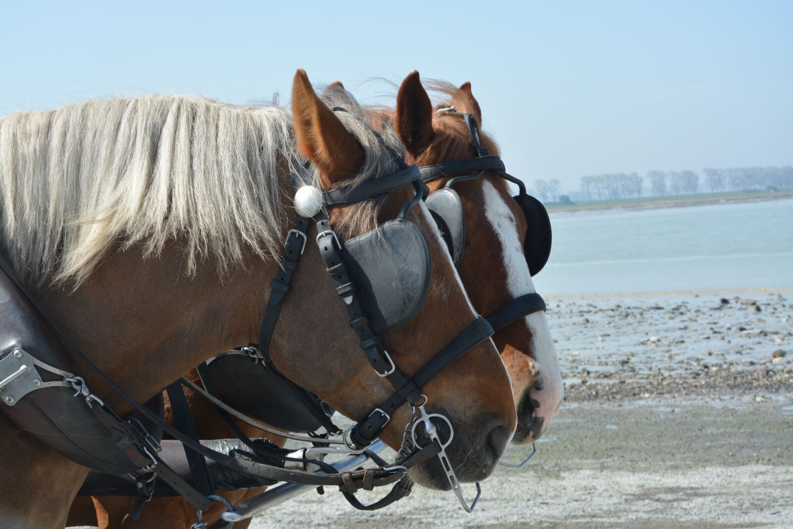 Nikon D5200 sample photo. Horses, horses yoked, conduct photography