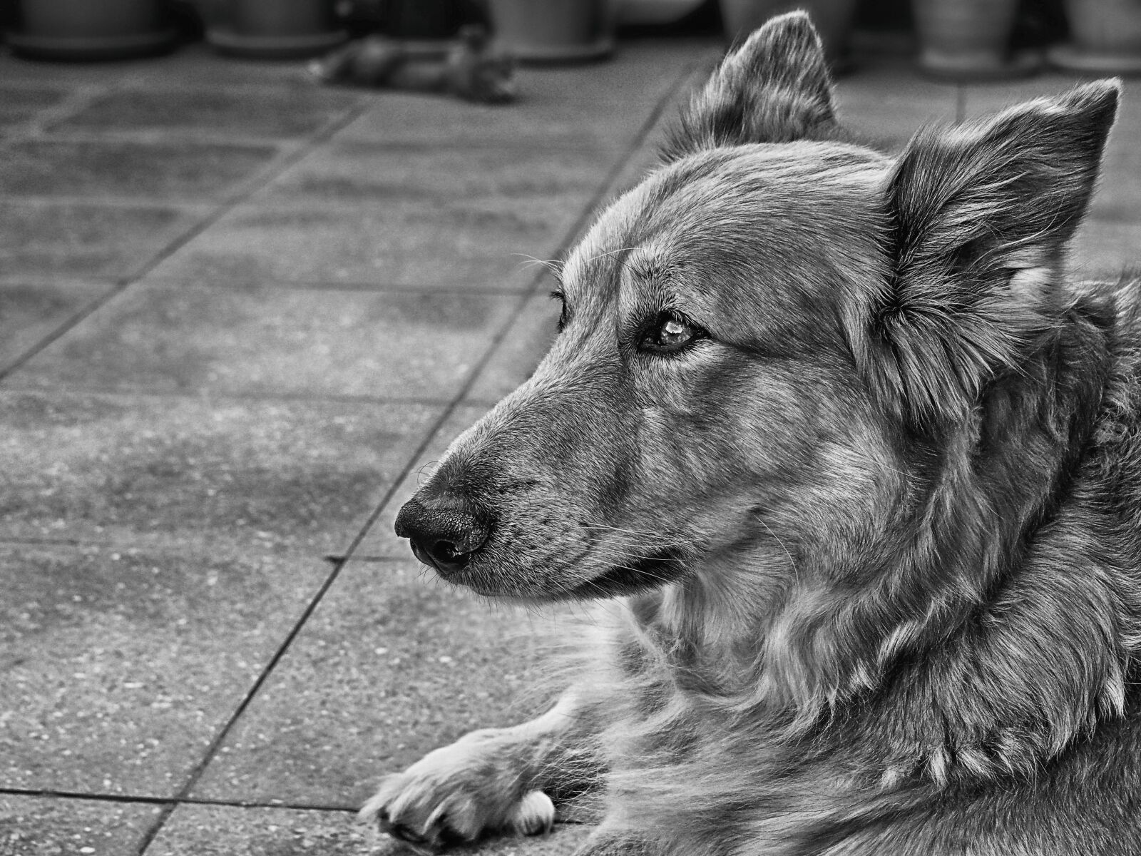 Olympus OM-D E-M10 II sample photo. Dog, german shepherd dog photography