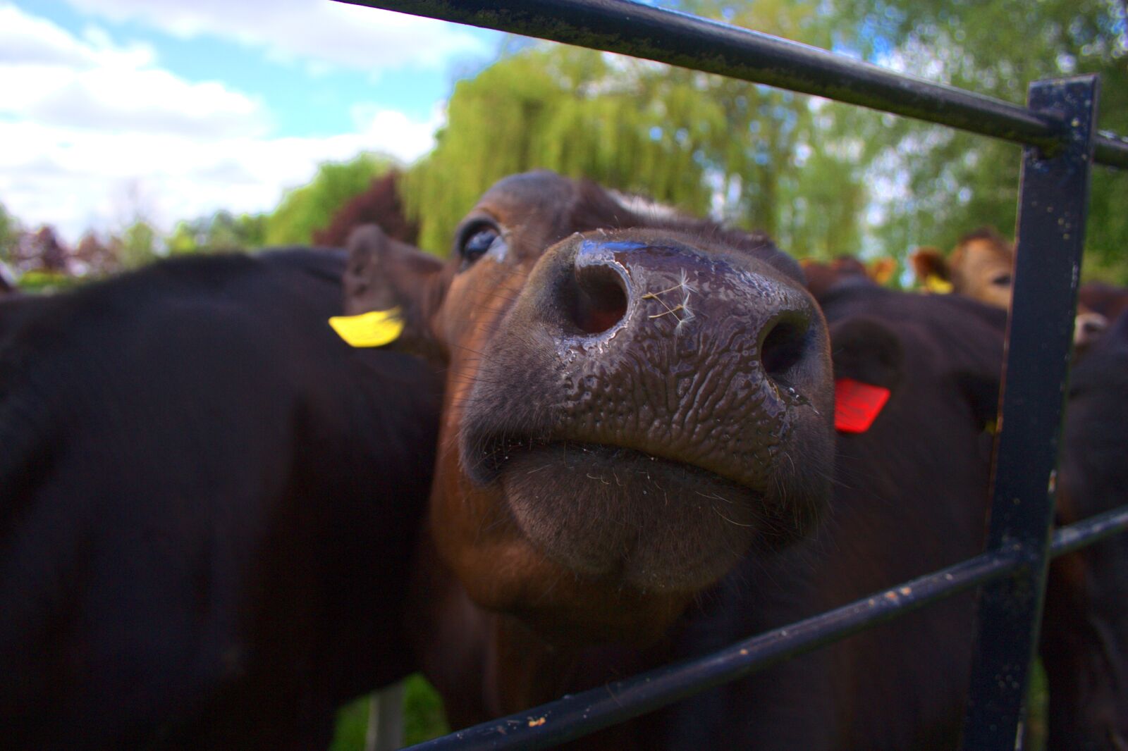 Canon EOS 350D (EOS Digital Rebel XT / EOS Kiss Digital N) sample photo. Cattle, cute, farm photography