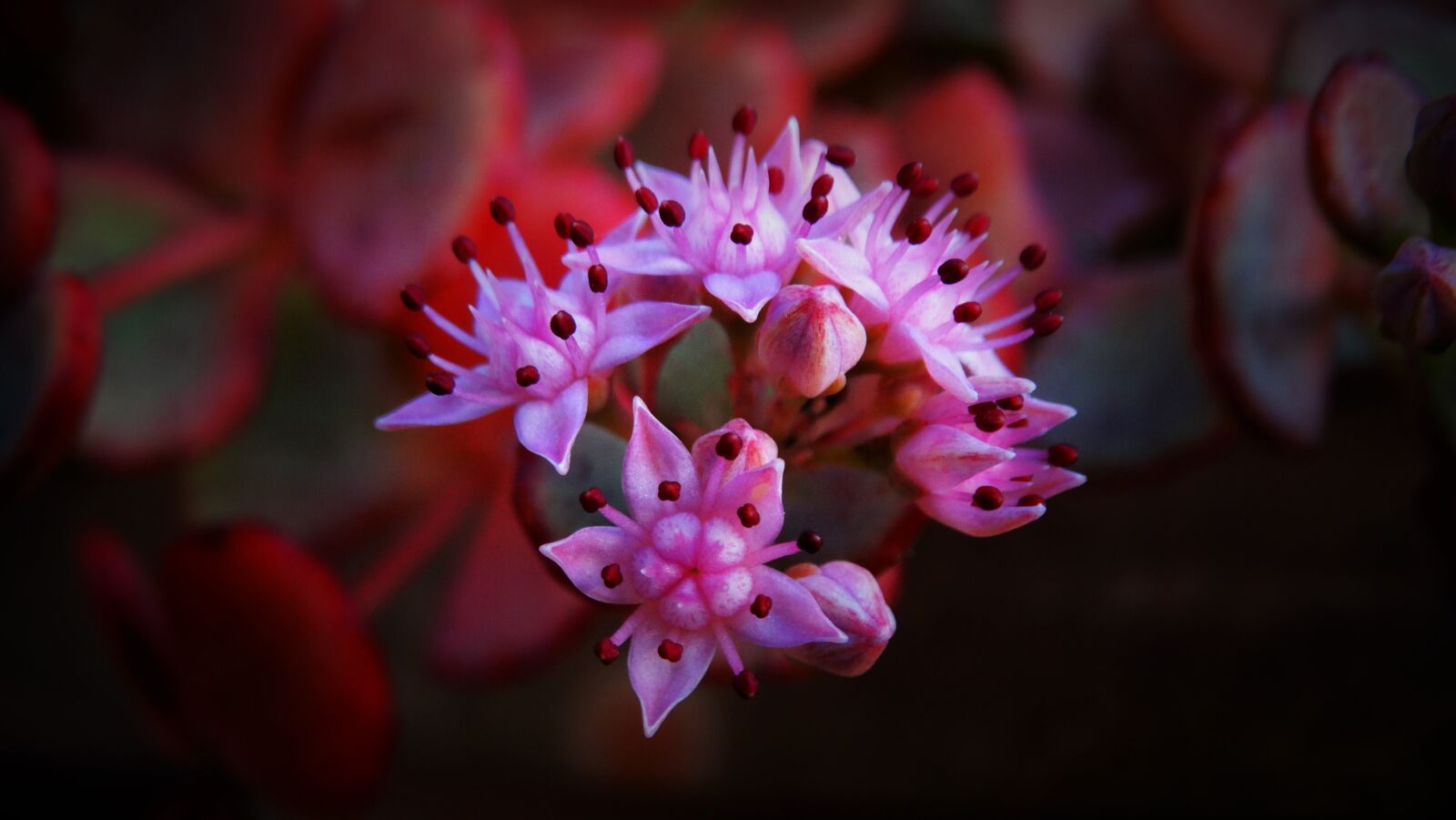 Sony Cyber-shot DSC-HX300 sample photo. Flower, succulent, cactus photography
