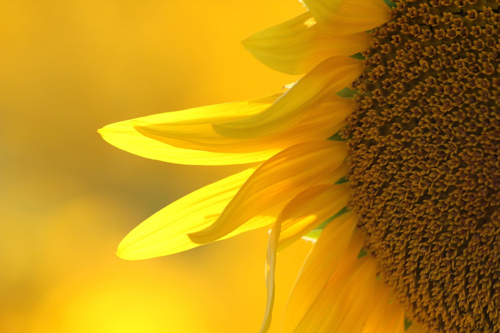 Canon EOS 550D (EOS Rebel T2i / EOS Kiss X4) sample photo. Sunflower, flower, blossom photography