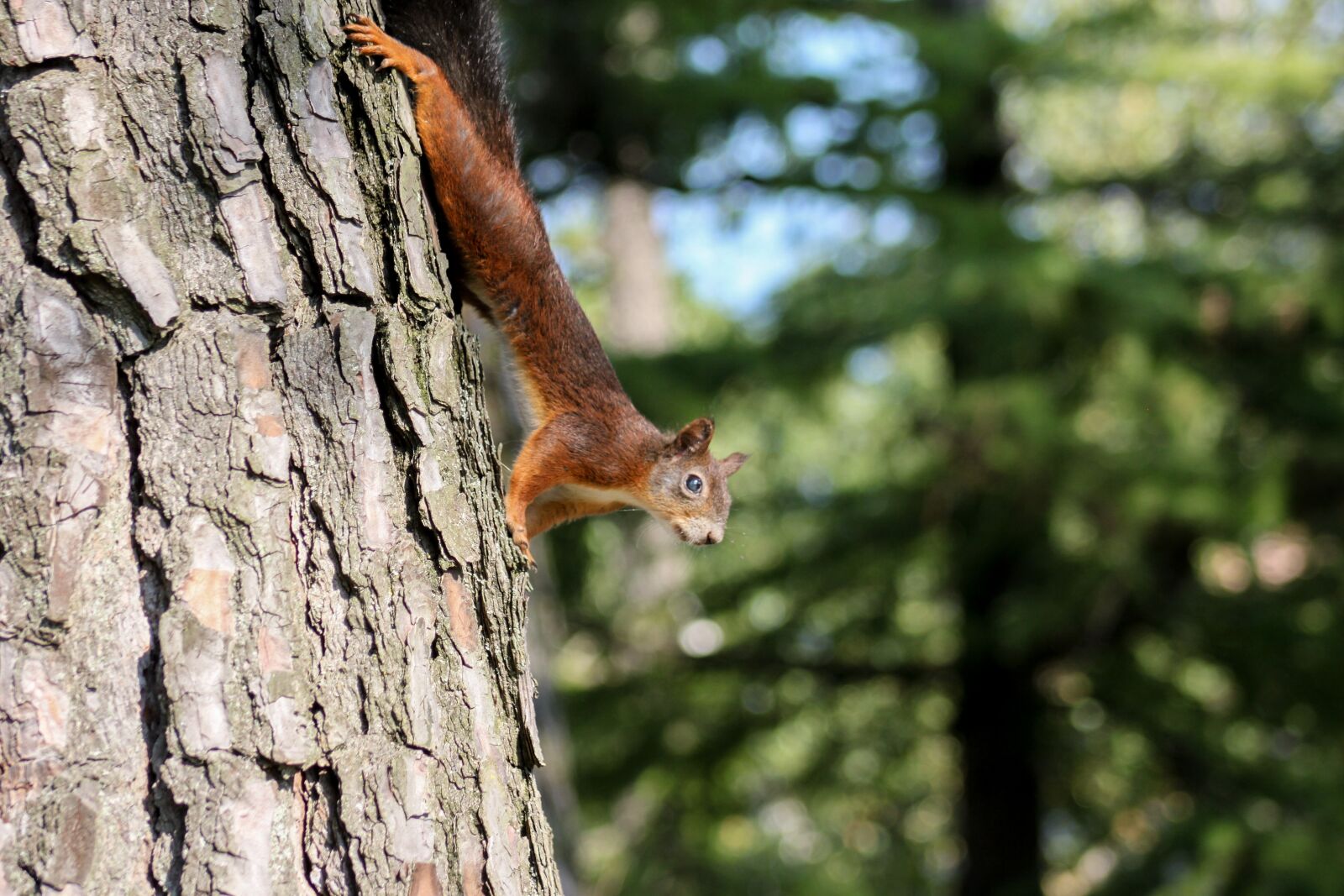 Canon EOS 500D (EOS Rebel T1i / EOS Kiss X3) sample photo. Squirrel, animal, tree photography