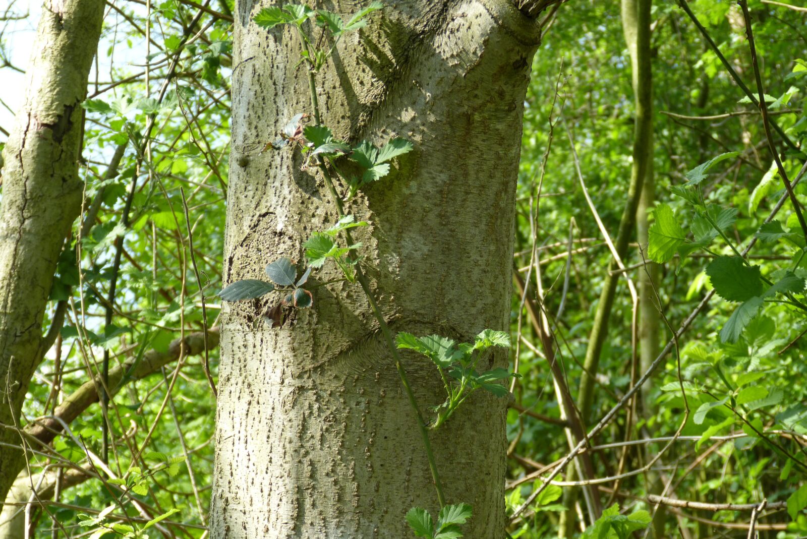 Panasonic Lumix DMC-FZ150 sample photo. Tree, forest, green photography