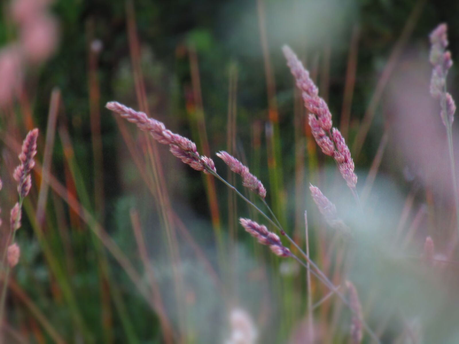 Canon POWERSHOT SX430 IS sample photo. Spring, flowers, pink photography