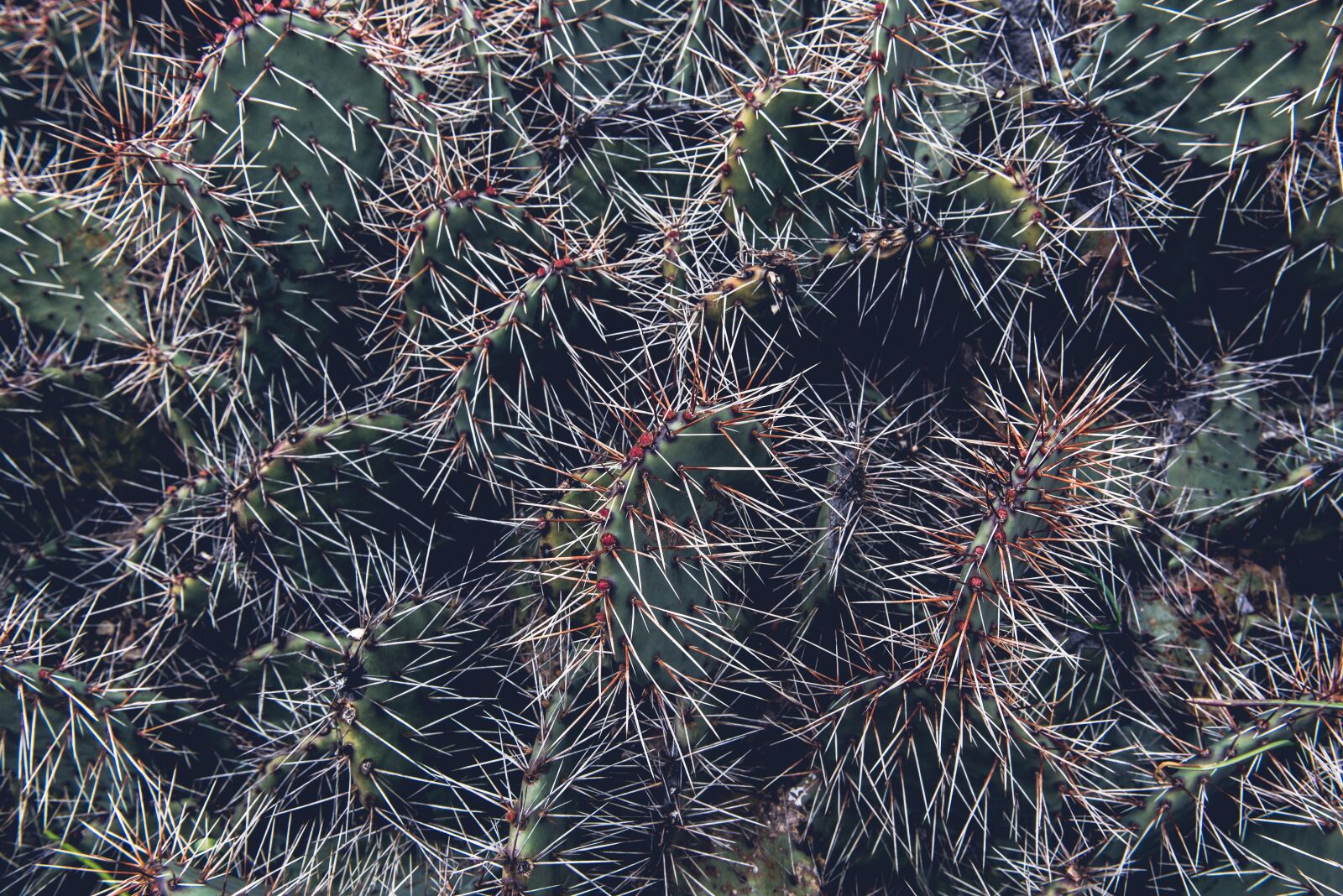 Nikon D750 sample photo. Cacti, close-up, plant photography