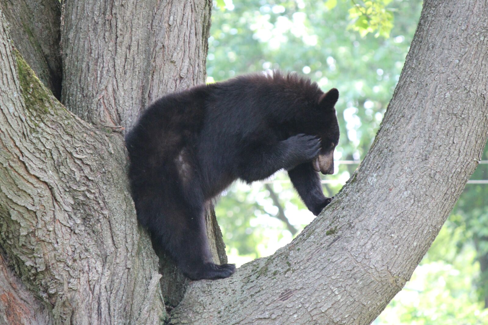 Canon EF-S 55-250mm F4-5.6 IS II sample photo. Bear, scratching, back photography