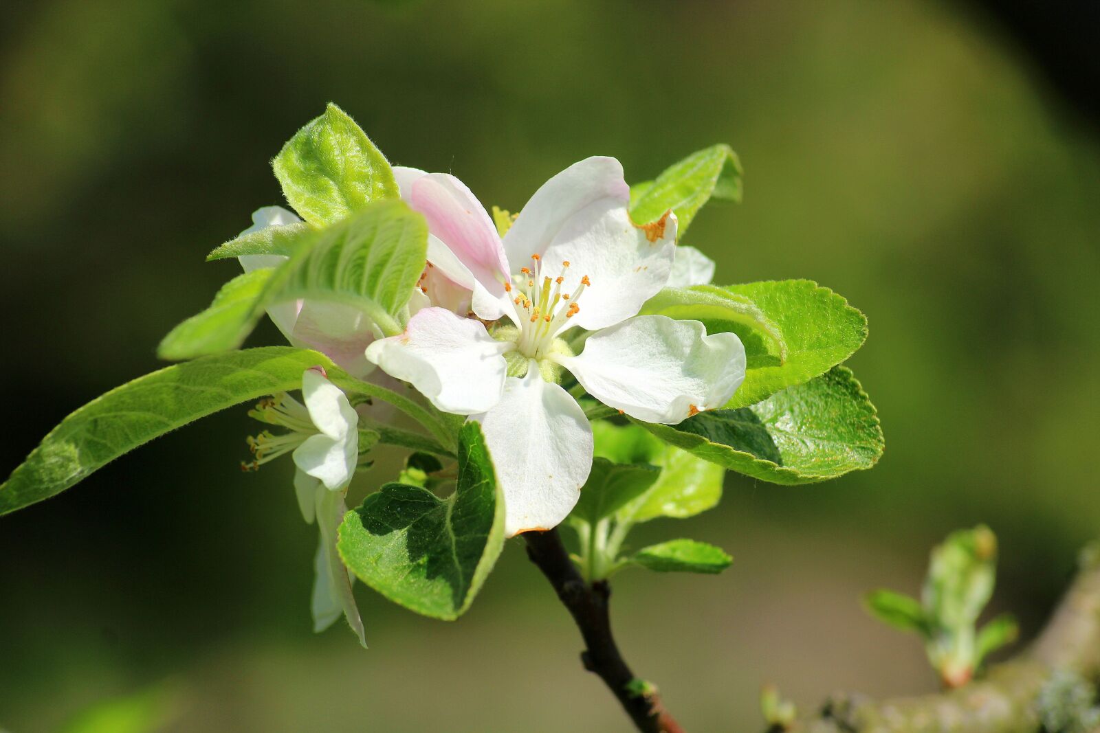 Canon EOS 1200D (EOS Rebel T5 / EOS Kiss X70 / EOS Hi) sample photo. Apple flower, spring, fruit photography