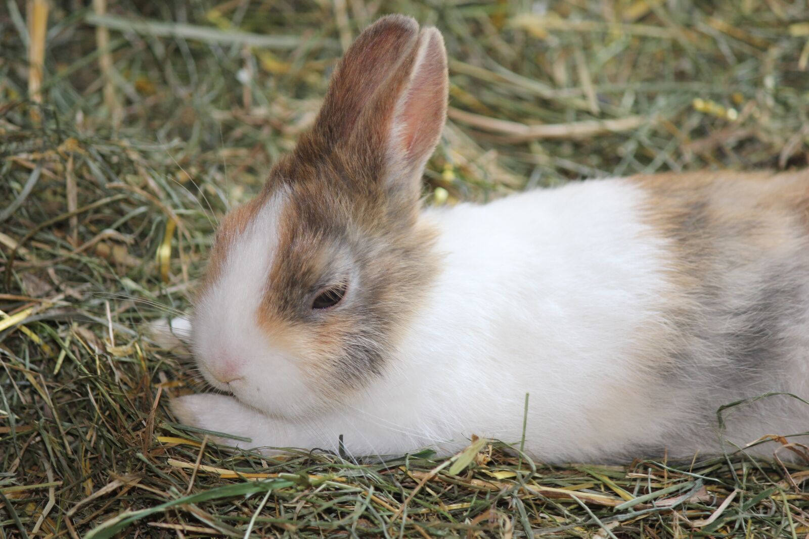 Canon EOS 550D (EOS Rebel T2i / EOS Kiss X4) sample photo. Rabbit, farm, animal photography