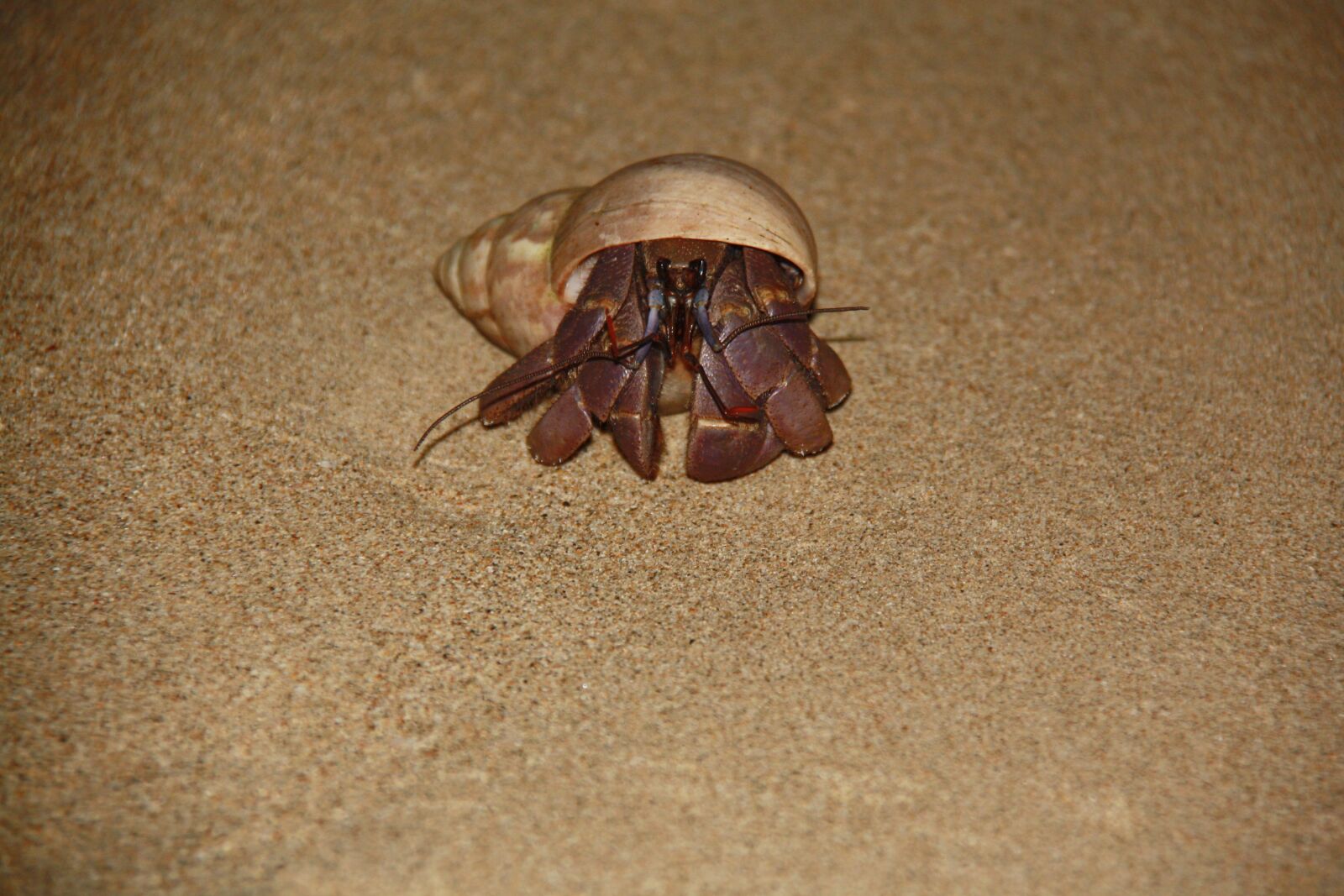 Canon EOS 1000D (EOS Digital Rebel XS / EOS Kiss F) sample photo. Seafood, night, beach photography