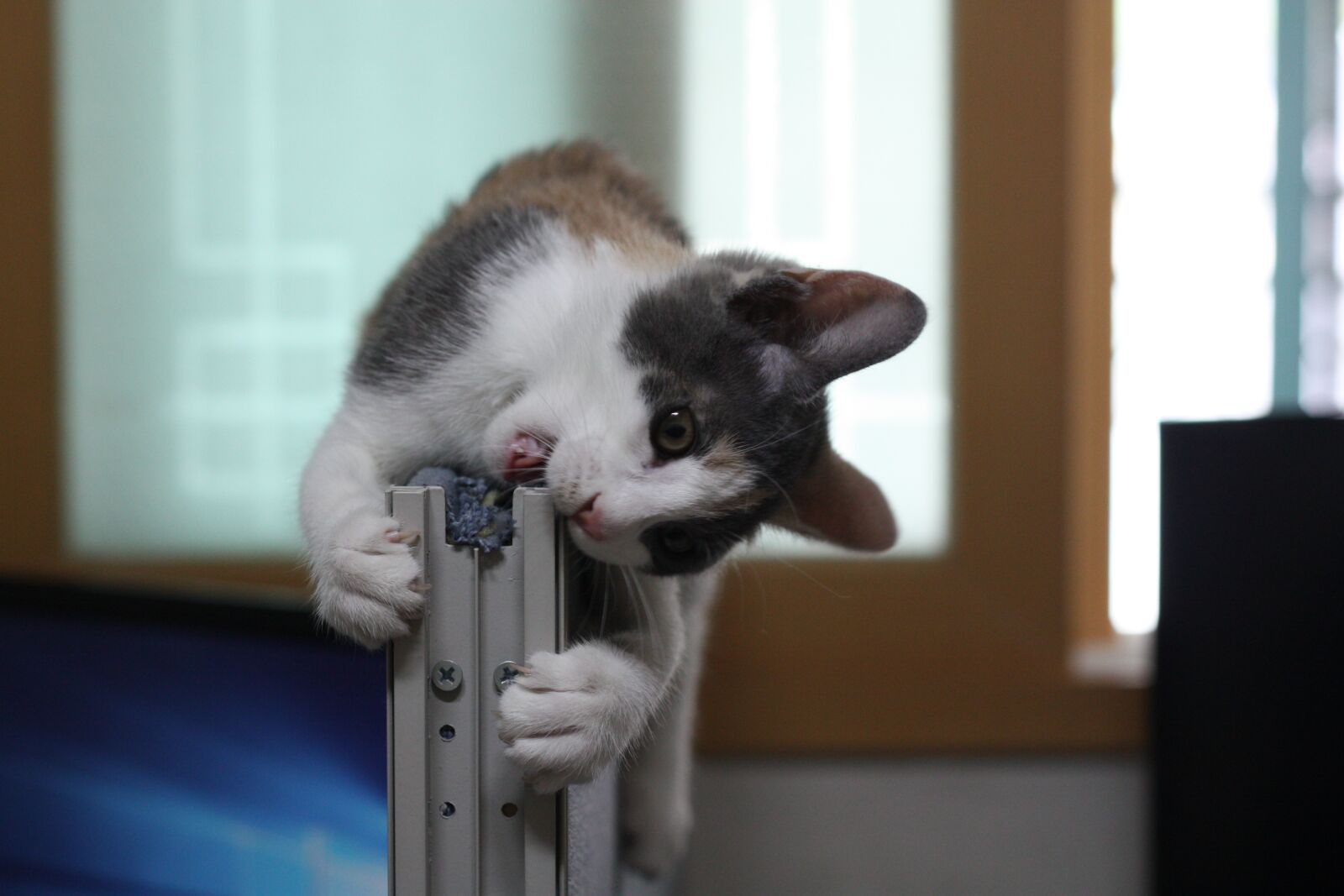 Canon EOS 450D (EOS Rebel XSi / EOS Kiss X2) sample photo. Cat, nori just, nyan photography
