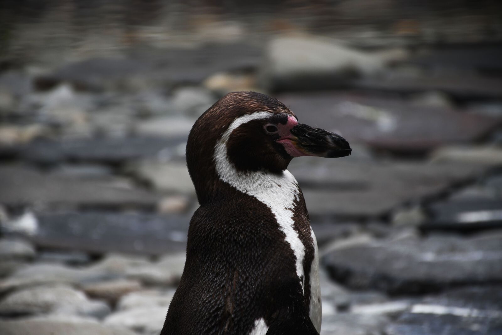 Nikon D7500 sample photo. Penguin, cute, animal photography