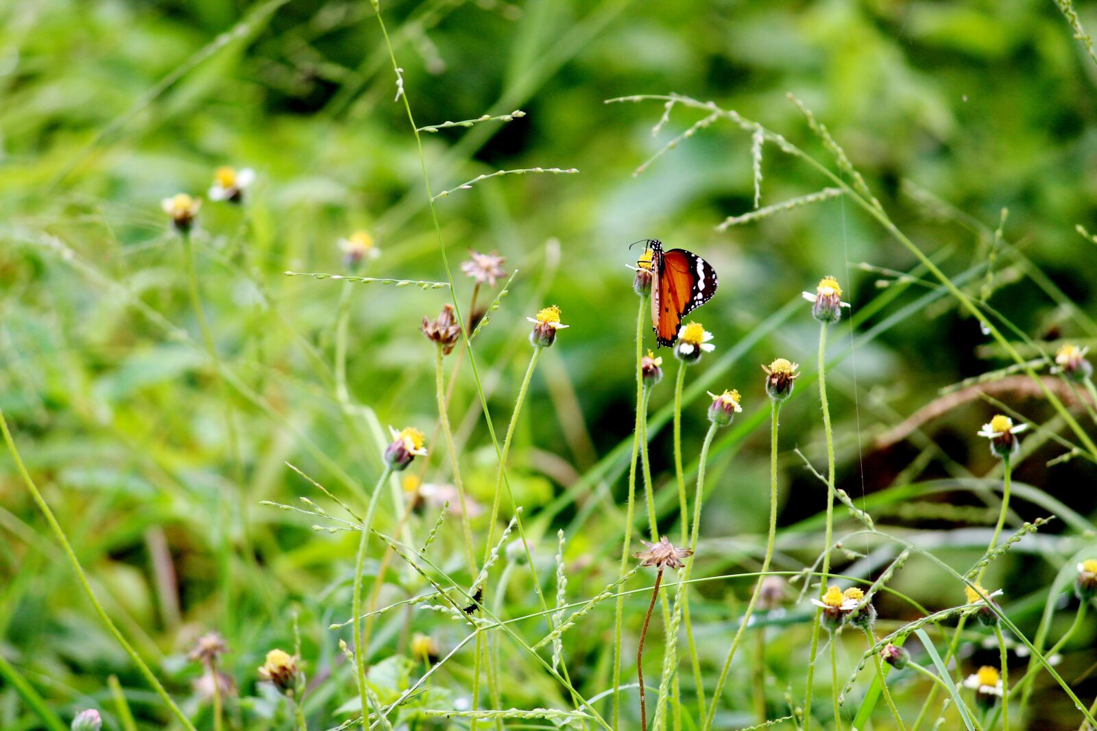 Canon EOS 1200D (EOS Rebel T5 / EOS Kiss X70 / EOS Hi) sample photo. Butterfly, greenery, bushes photography
