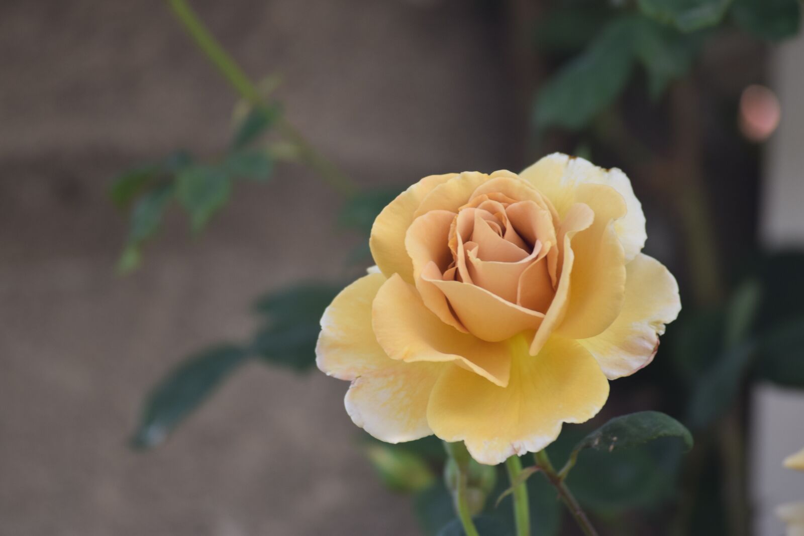 Nikon D3300 sample photo. Rose, single, nature photography