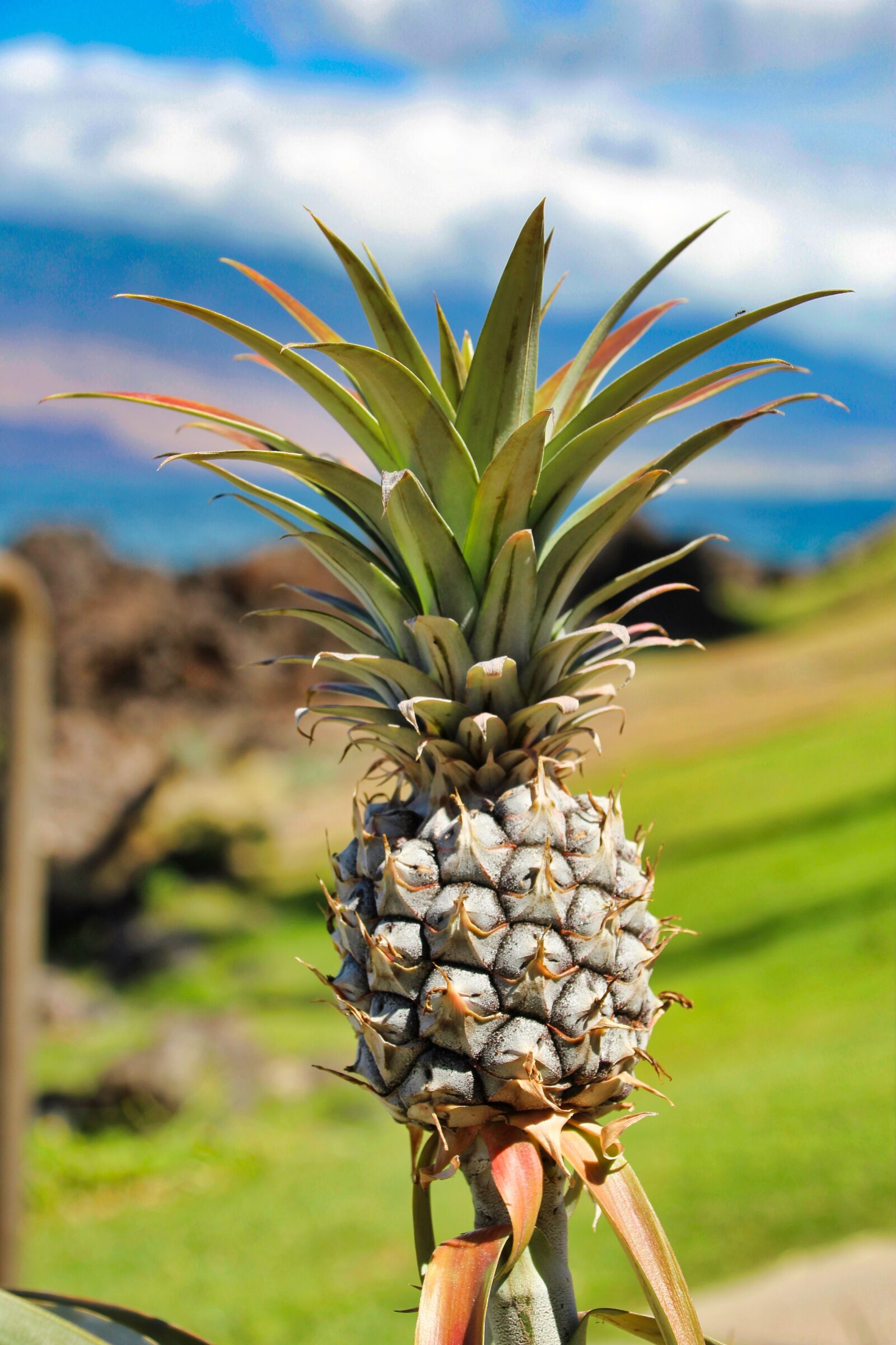 Canon EOS 1200D (EOS Rebel T5 / EOS Kiss X70 / EOS Hi) sample photo. Pineapple, hawaii, nature photography