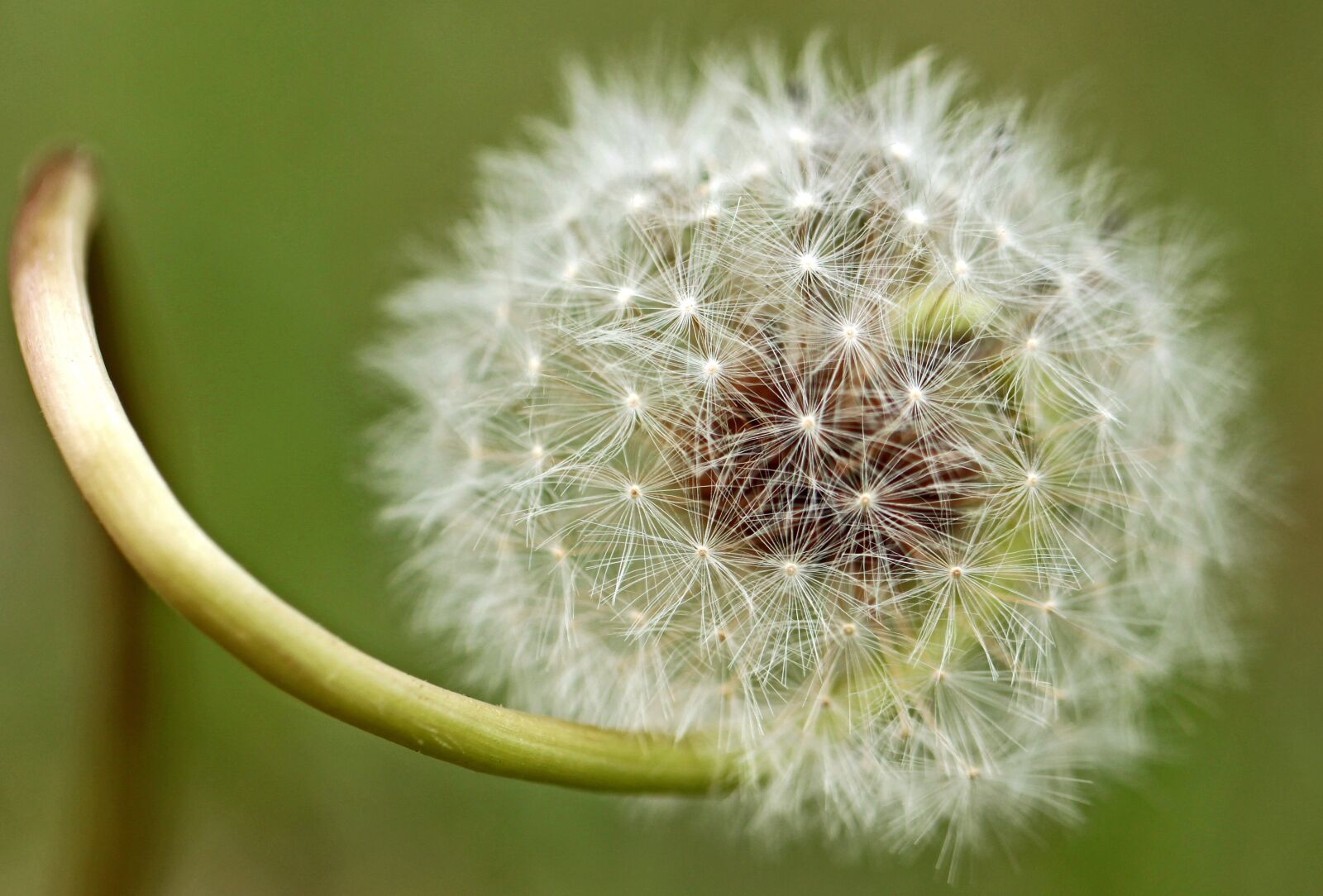 Canon EOS 500D (EOS Rebel T1i / EOS Kiss X3) sample photo. Dandelion, nature, plant photography