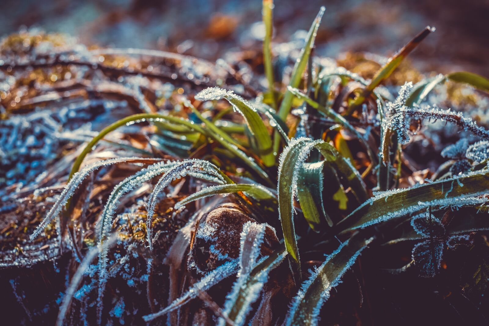 Fujifilm X-T10 + Fujifilm XF 35mm F1.4 R sample photo. Ice, eiskristalle, winter photography