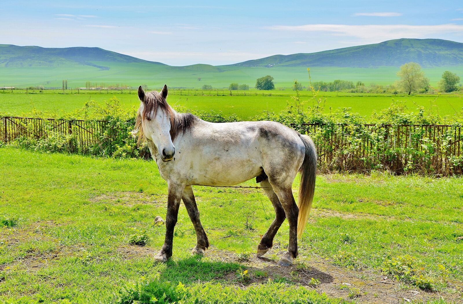 Nikon D7000 sample photo. White, horses, animal photography