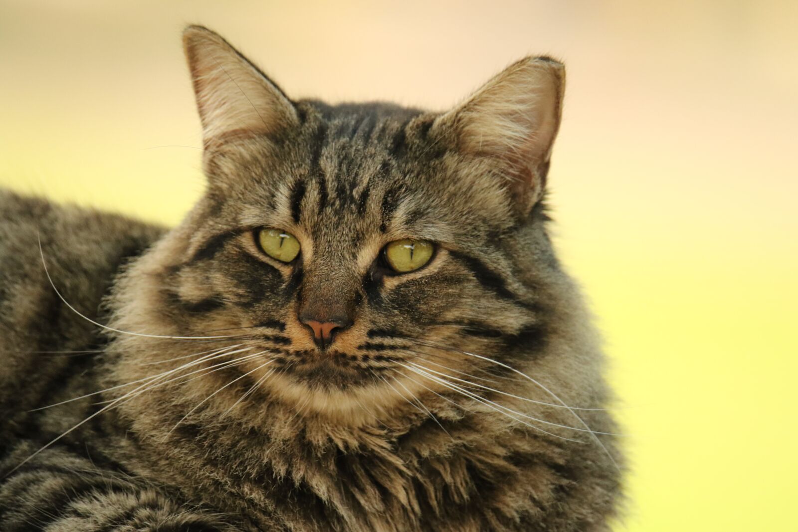 Canon EOS 7D Mark II sample photo. Cat, animal, close up photography