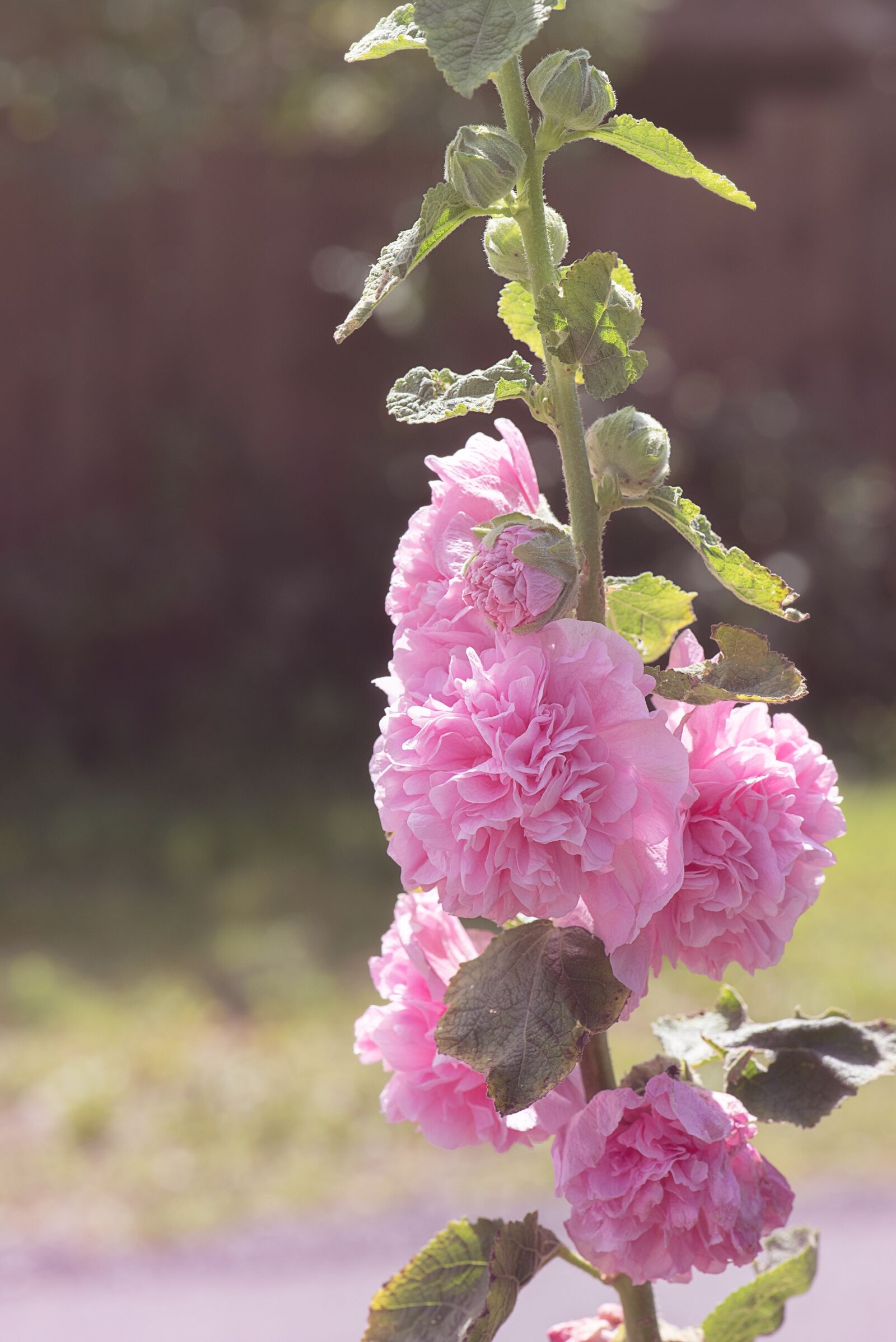Nikon D750 sample photo. Stock rose, pink, pink photography