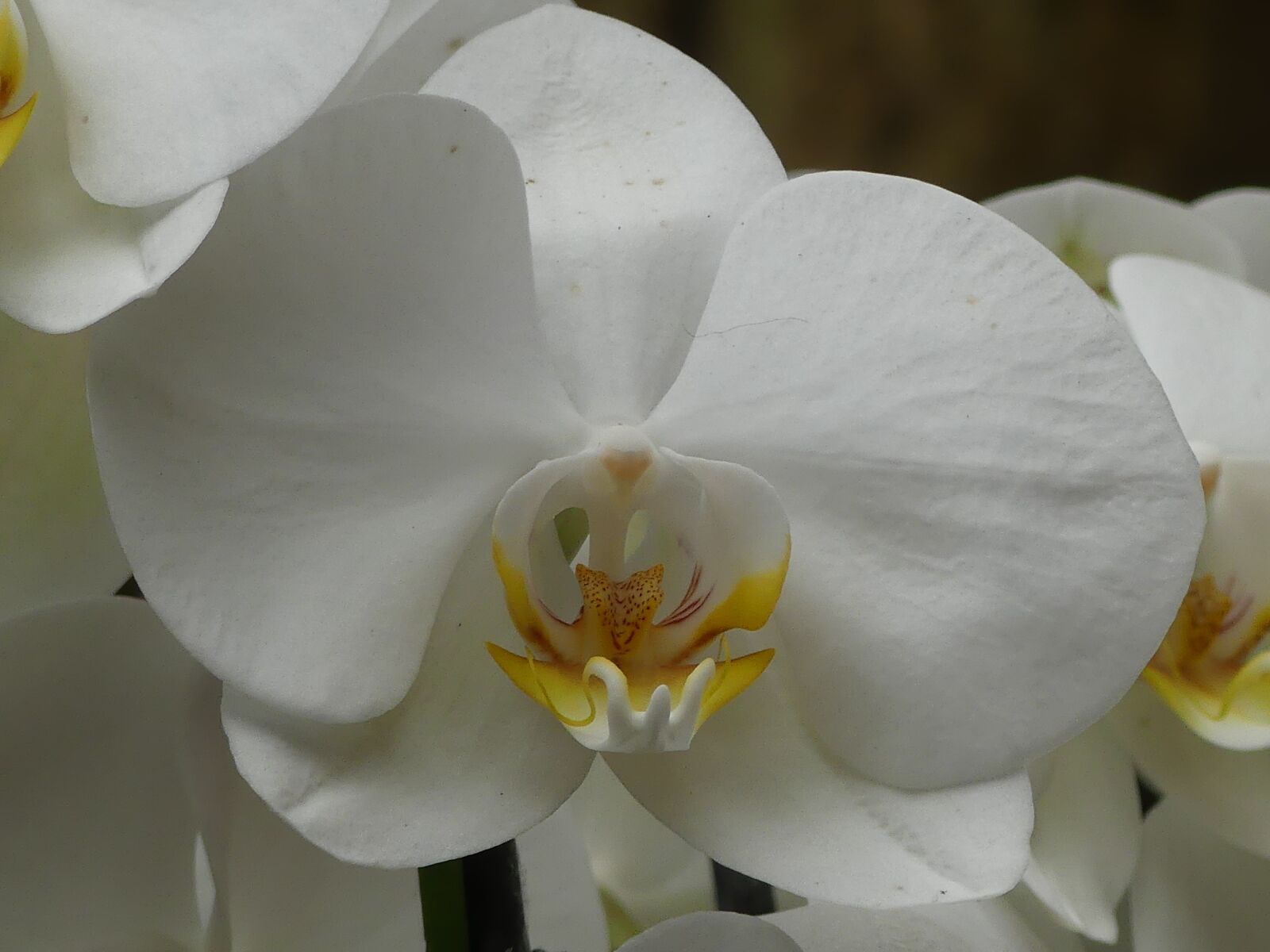 Panasonic Lumix DMC-FZ300 sample photo. Orchid, flower, white photography