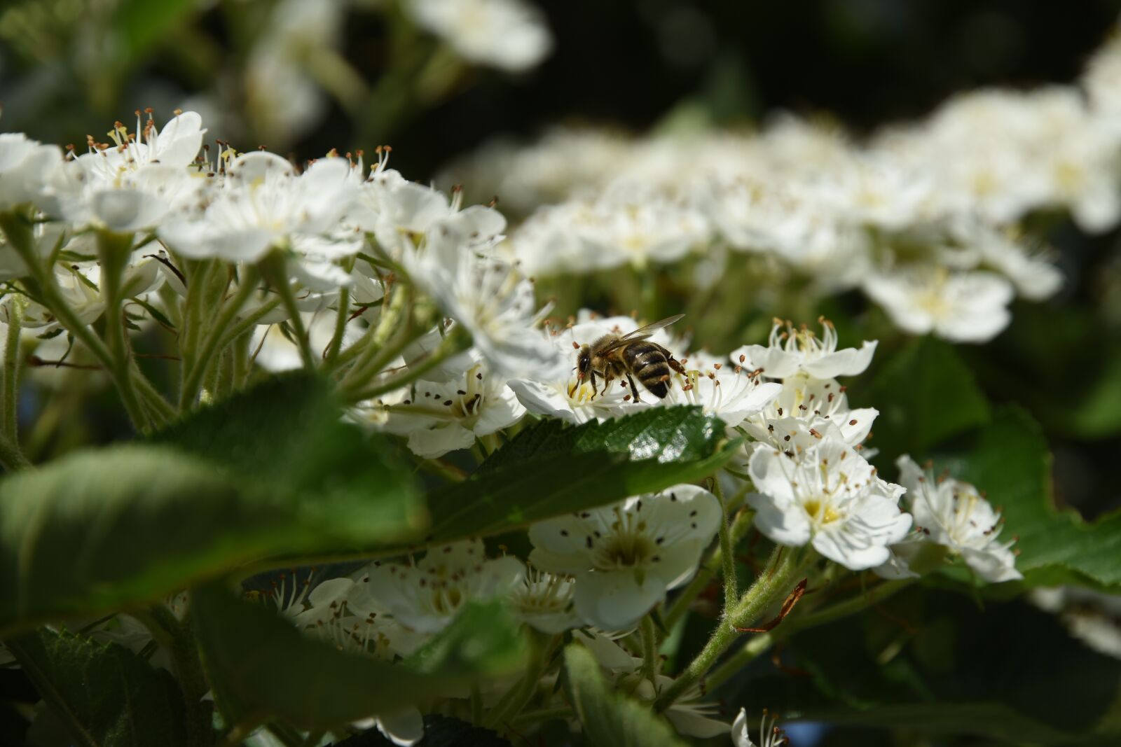 Nikon D5500 sample photo. Nature, flower, plant photography