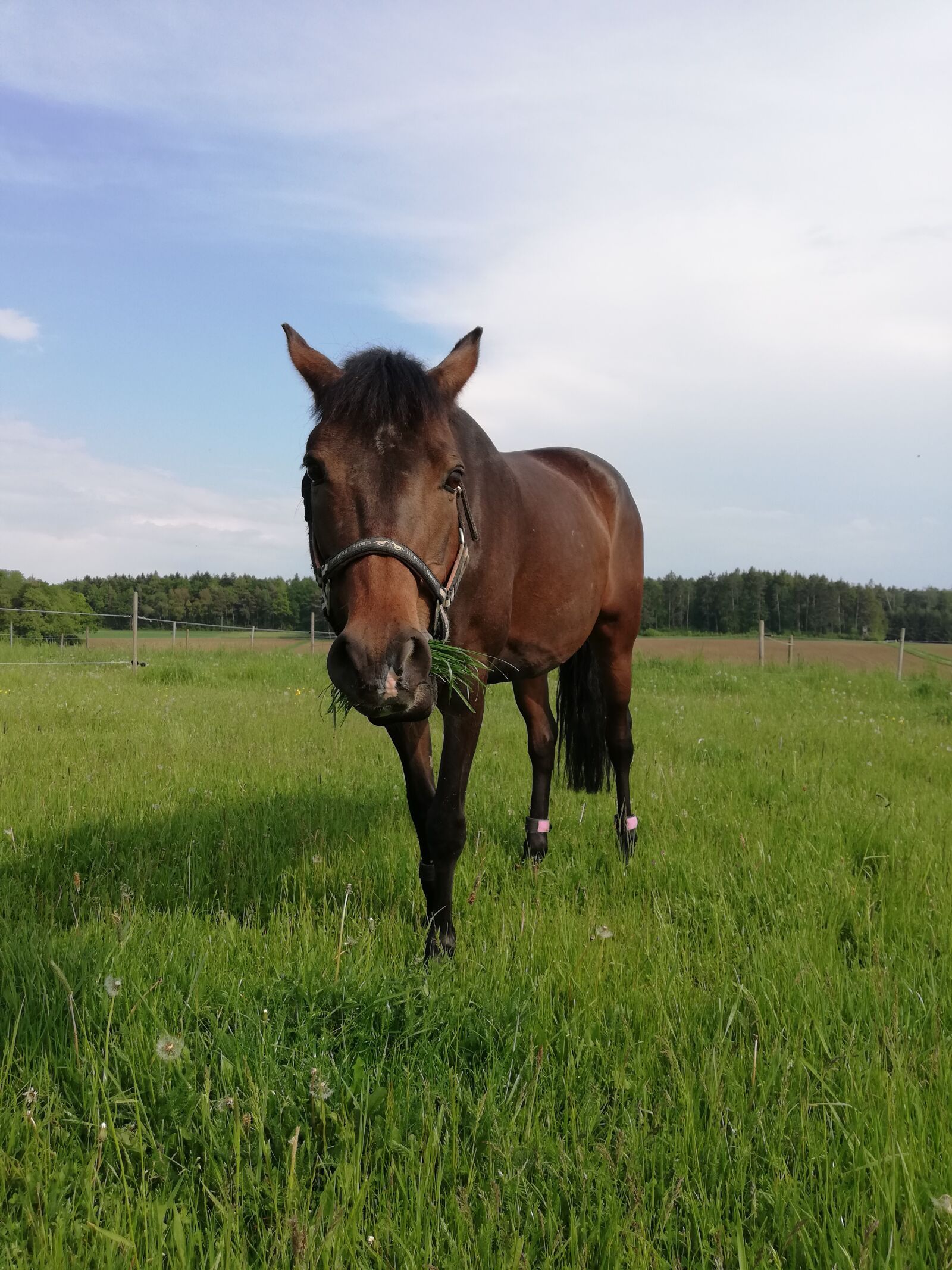 HUAWEI P20 lite sample photo. Horse, walk, halter photography