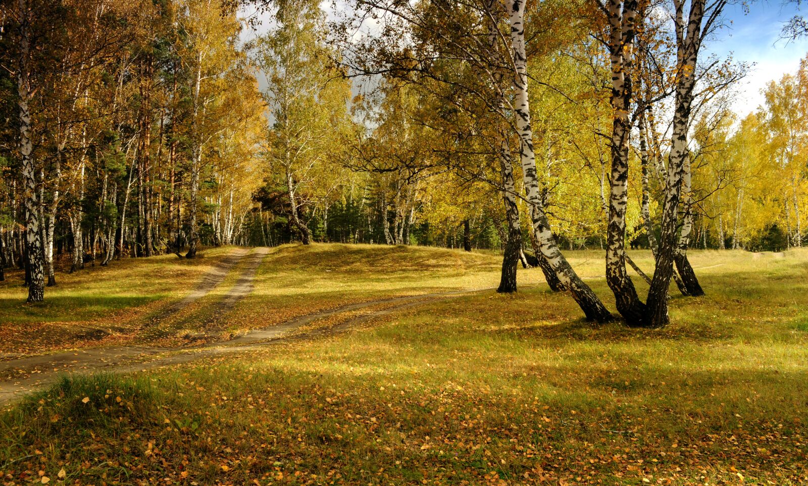 Nikon D5000 sample photo. Autumn, landscape, forest photography
