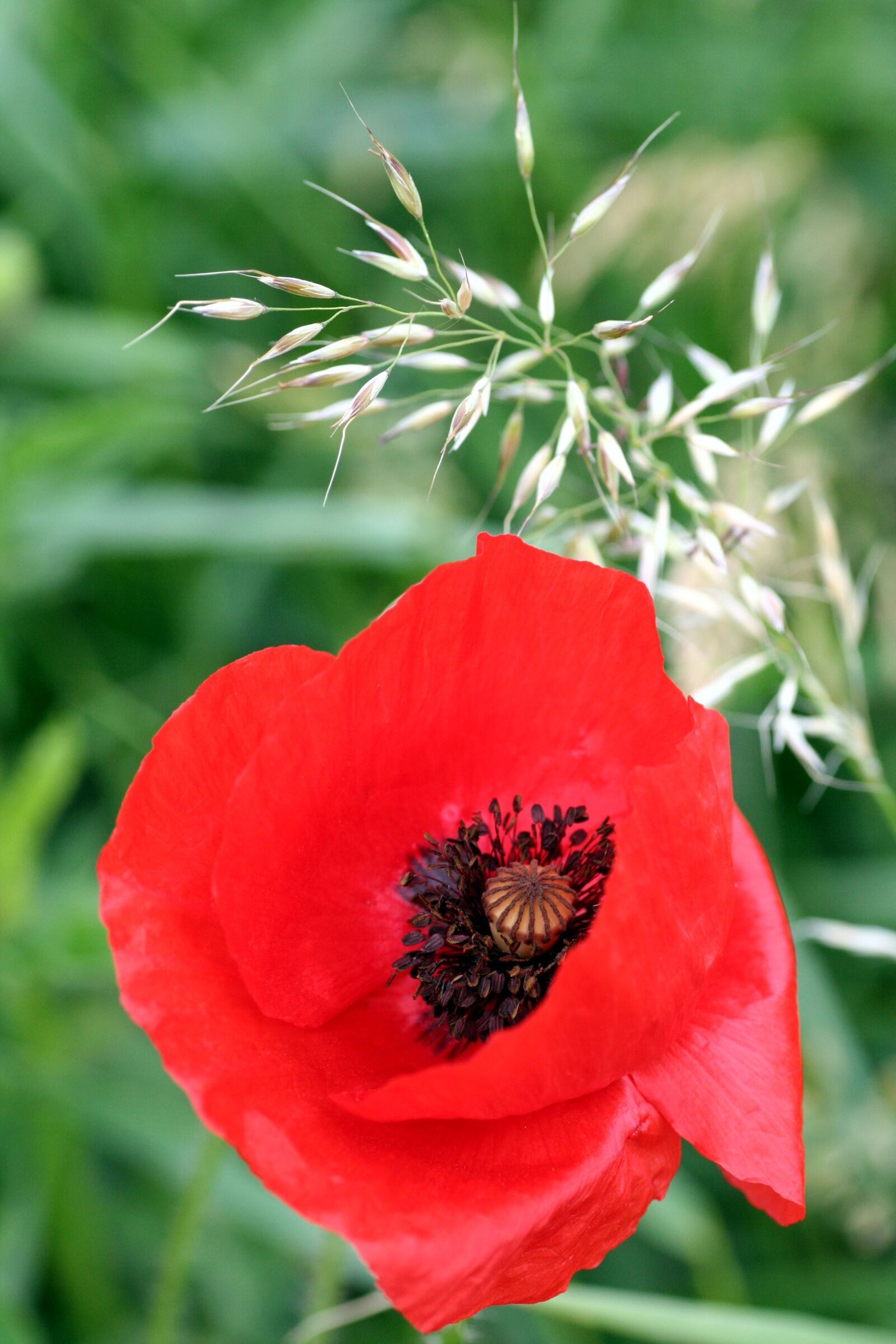 Canon EOS 350D (EOS Digital Rebel XT / EOS Kiss Digital N) sample photo. Flower, poppy, red photography