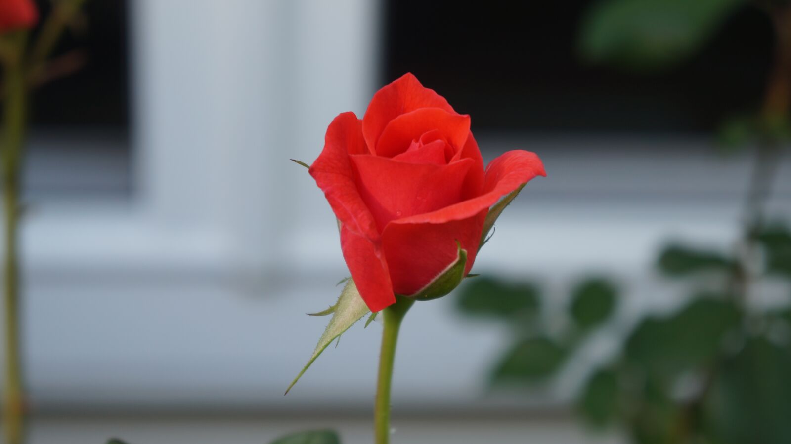 Sony Alpha a3000 + Sony E 18-55mm F3.5-5.6 OSS sample photo. Flower, rose, beautiful photography
