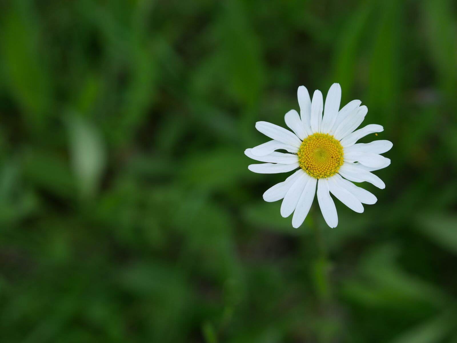 Panasonic Lumix DMC-GX85 (Lumix DMC-GX80 / Lumix DMC-GX7 Mark II) sample photo. Marguerite, white, flower meadow photography