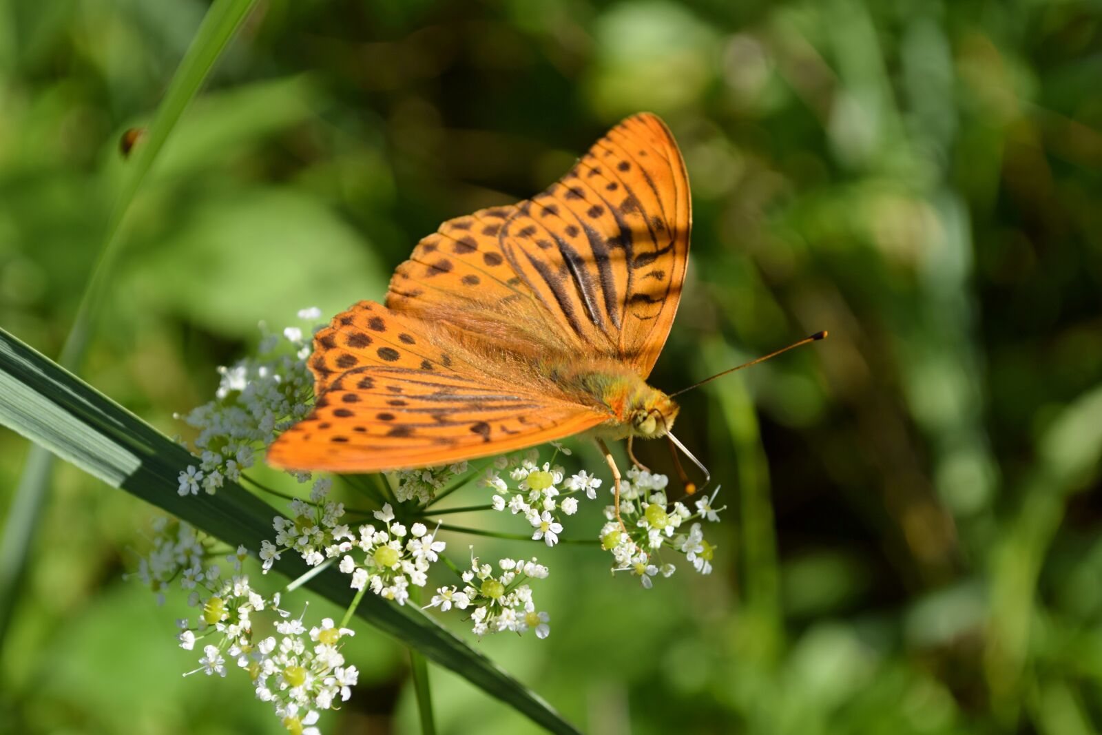 Nikon D5300 sample photo. Butterfly, meadow, summer photography