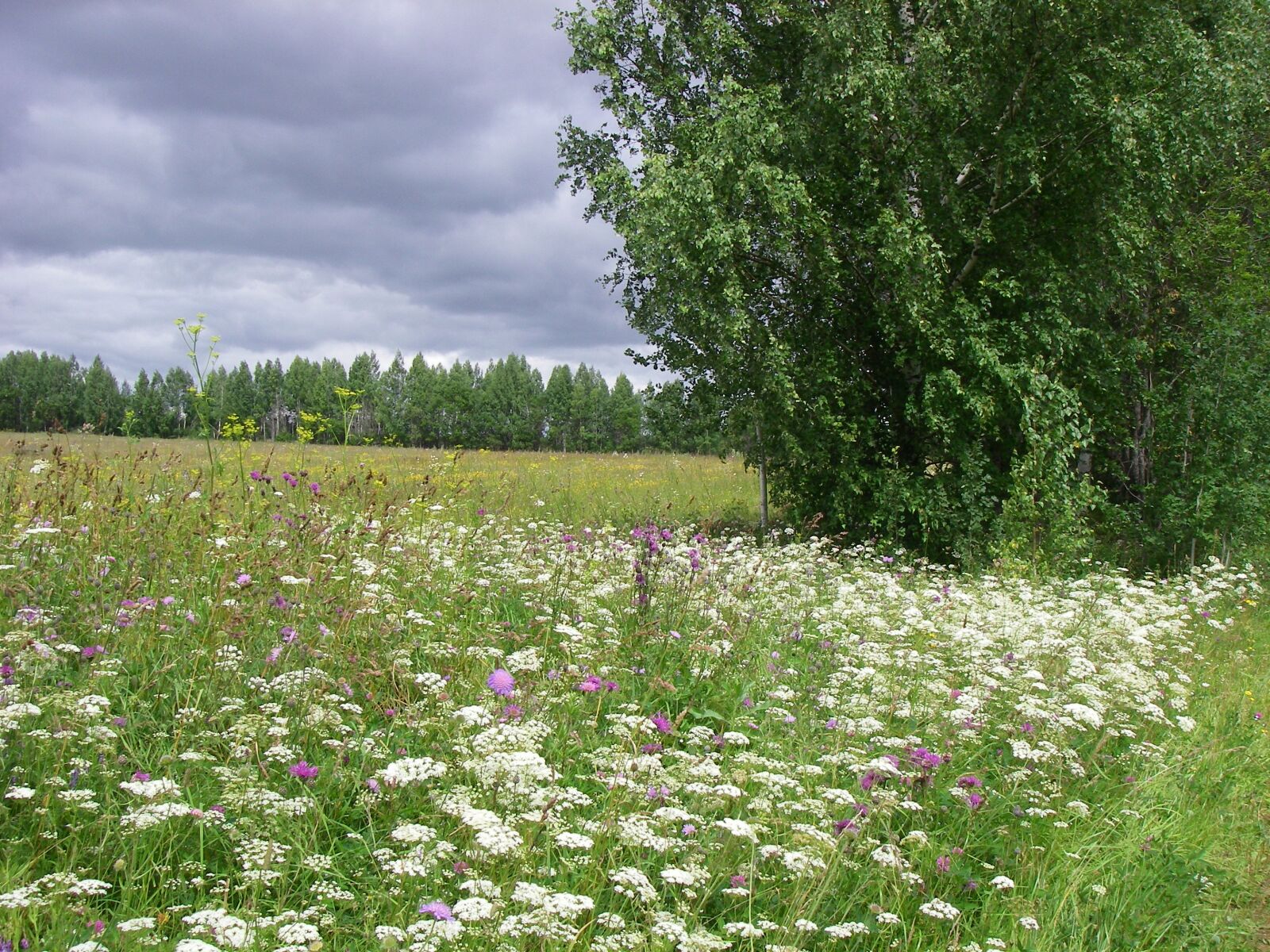 Pentax OPTIO W20 sample photo. Village, meadow, flowers photography