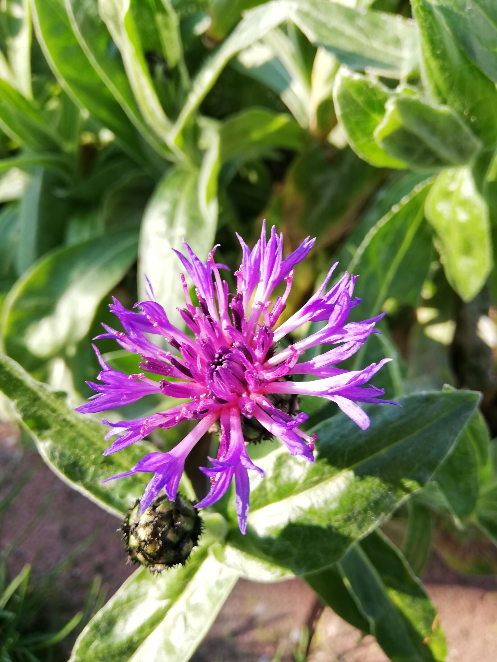 HUAWEI P20 lite sample photo. Flowers, garden, spring photography