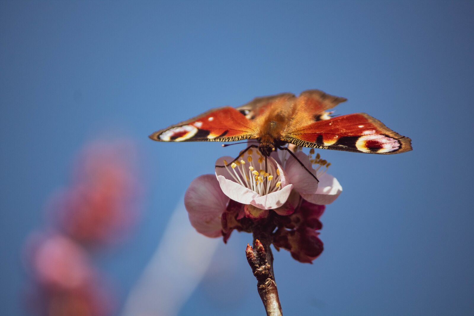 Canon EOS 1300D (EOS Rebel T6 / EOS Kiss X80) sample photo. Butterfly, blooming, peach photography