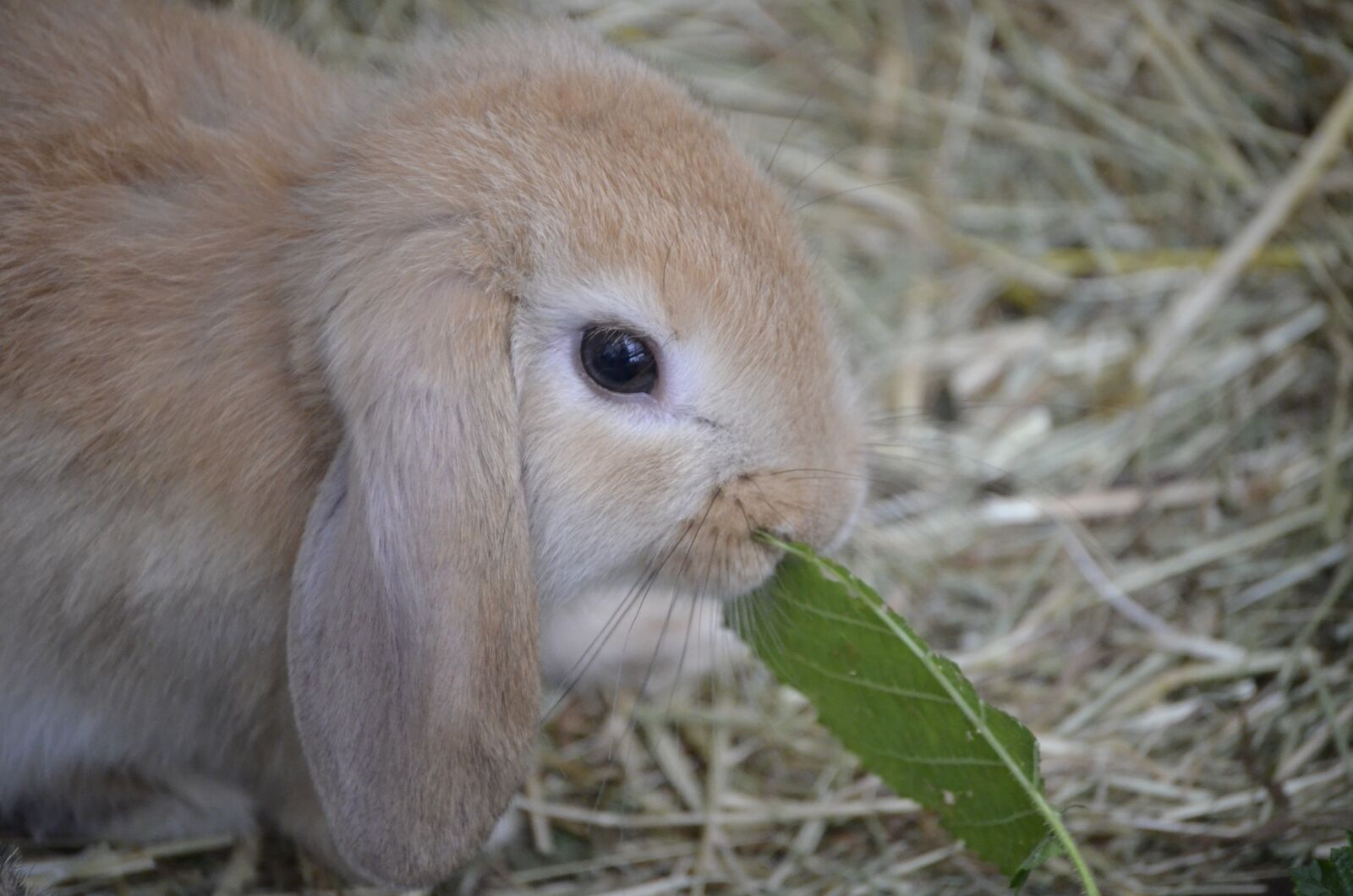 Nikon D5100 sample photo. Dwarf hare, brown, floppy photography