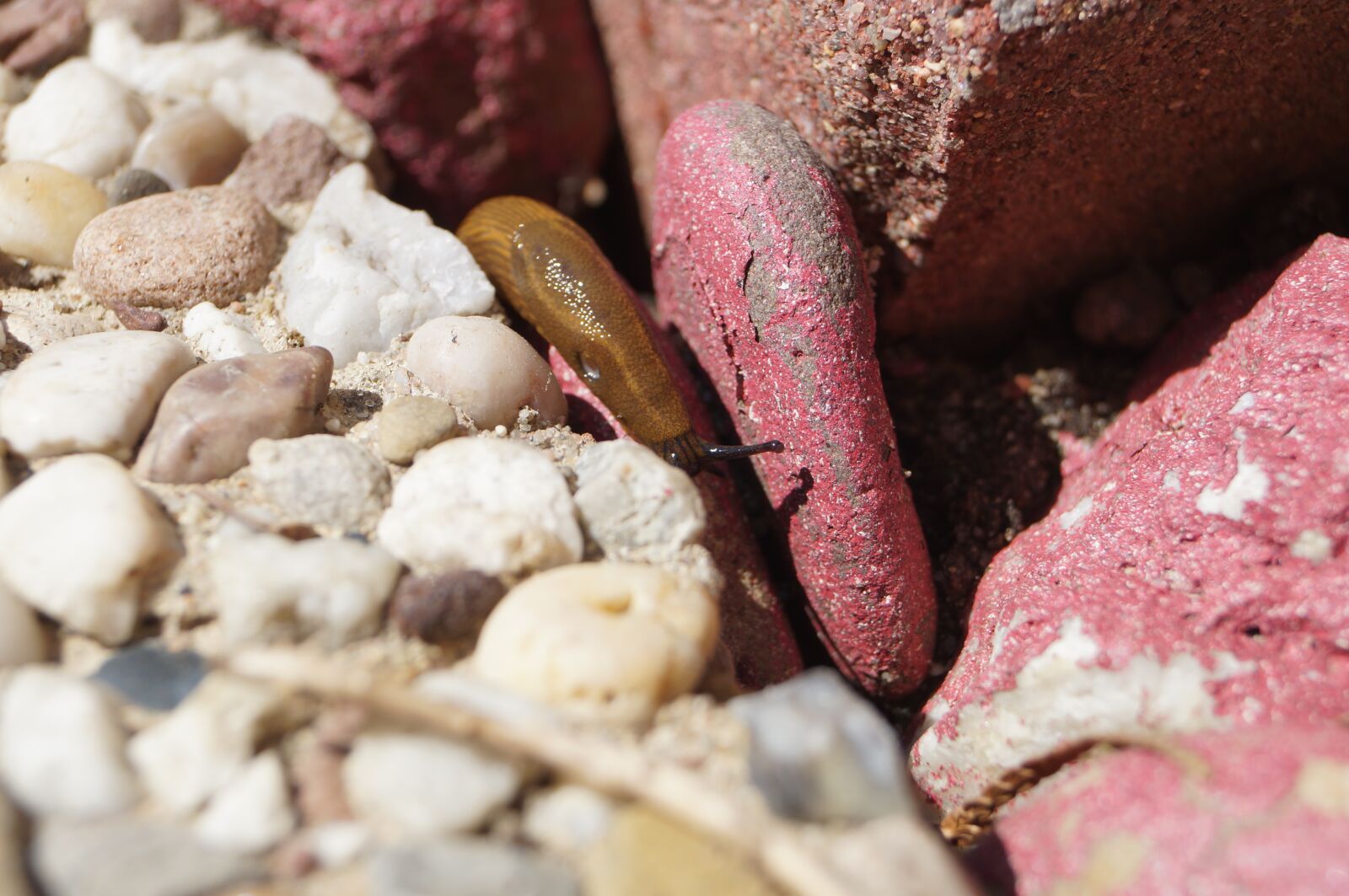 Sony SLT-A57 sample photo. Close up, snail, stones photography
