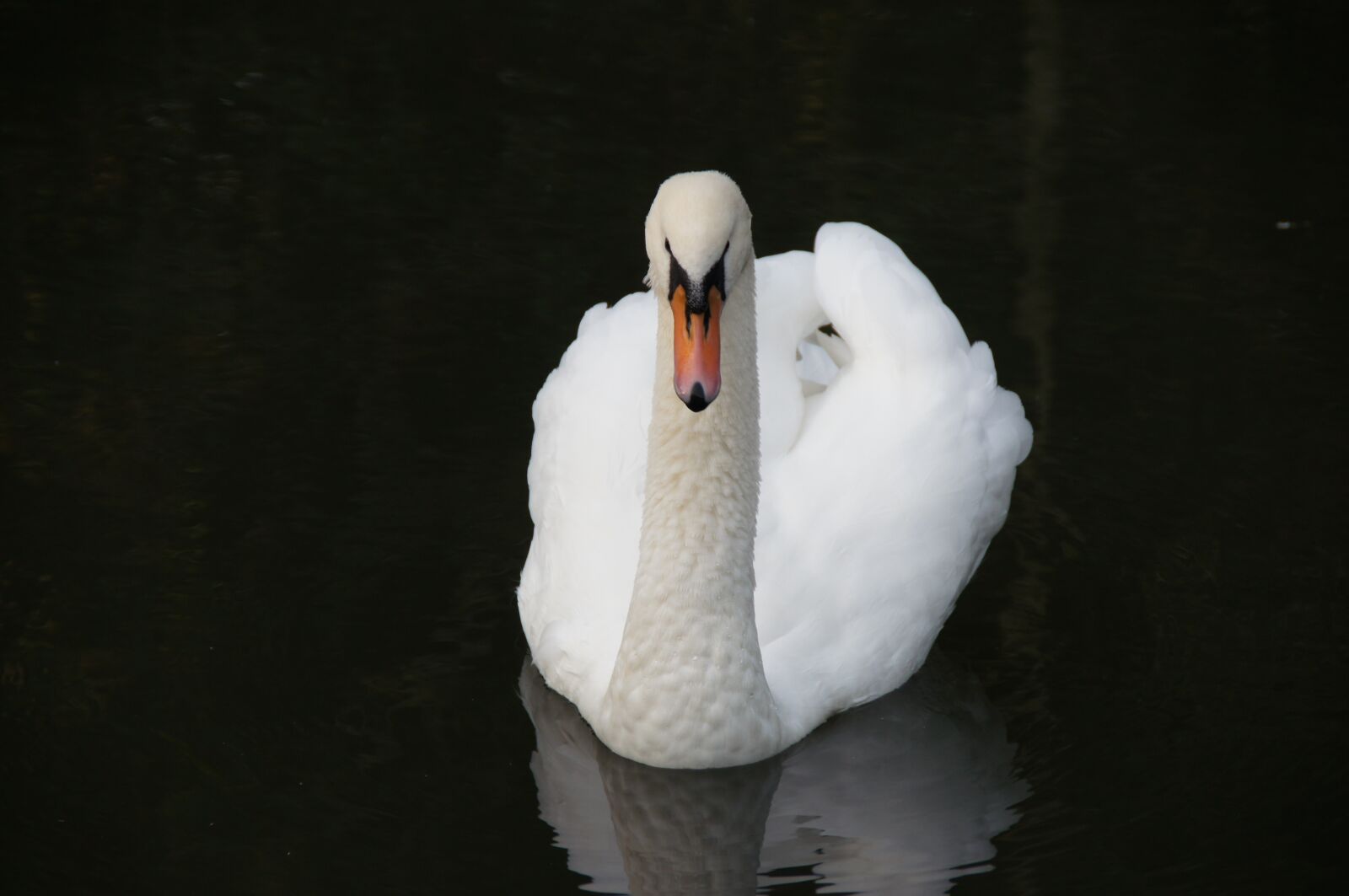Sony SLT-A55 (SLT-A55V) sample photo. Swan, water, nature photography