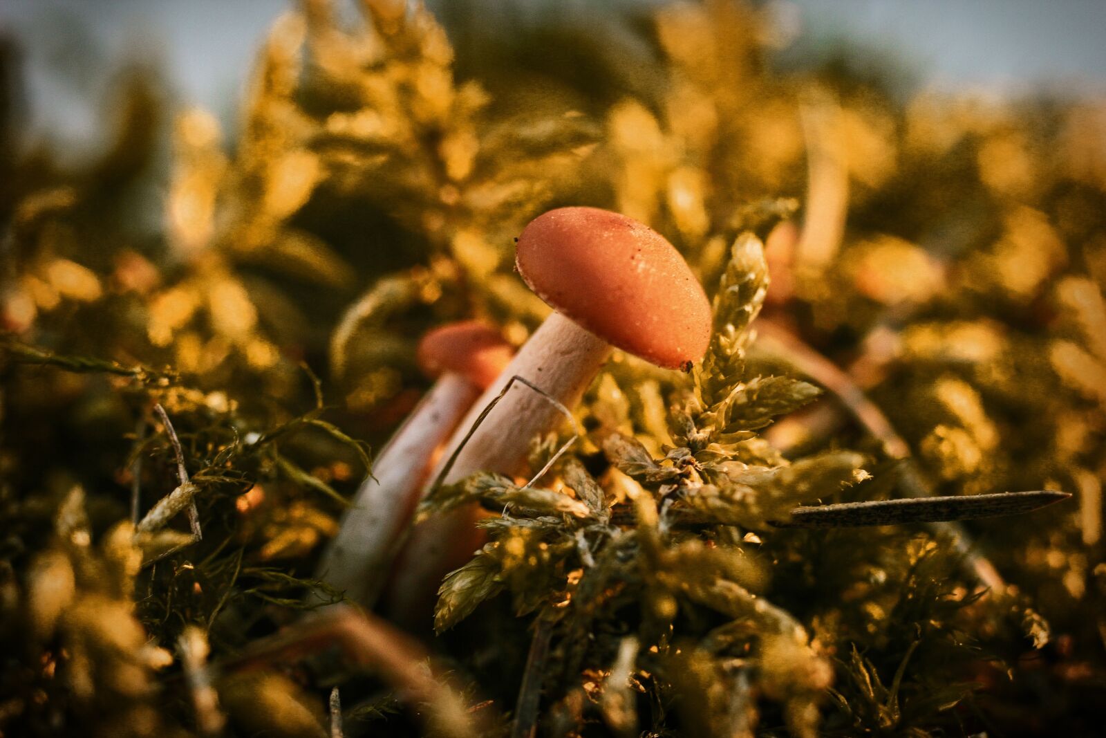 Canon EOS 1200D (EOS Rebel T5 / EOS Kiss X70 / EOS Hi) sample photo. Mushrooms, litter, fleece photography