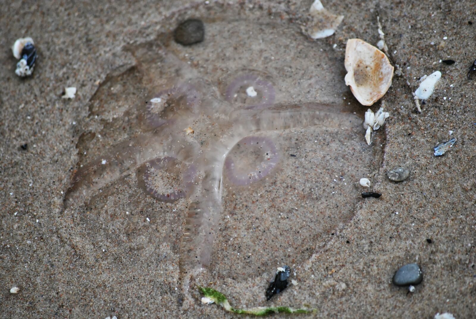 Nikon D60 sample photo. Jellyfish, beach, sand photography